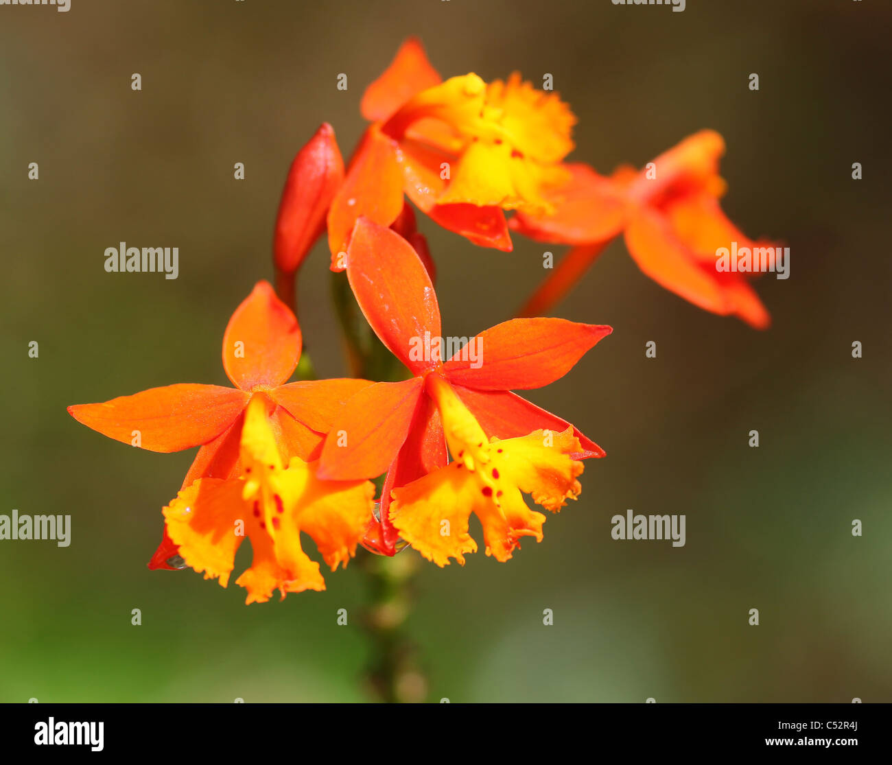 The Spanish Flag Orchid or (Epidendrum radicans), Costa Rica, Central America Stock Photo