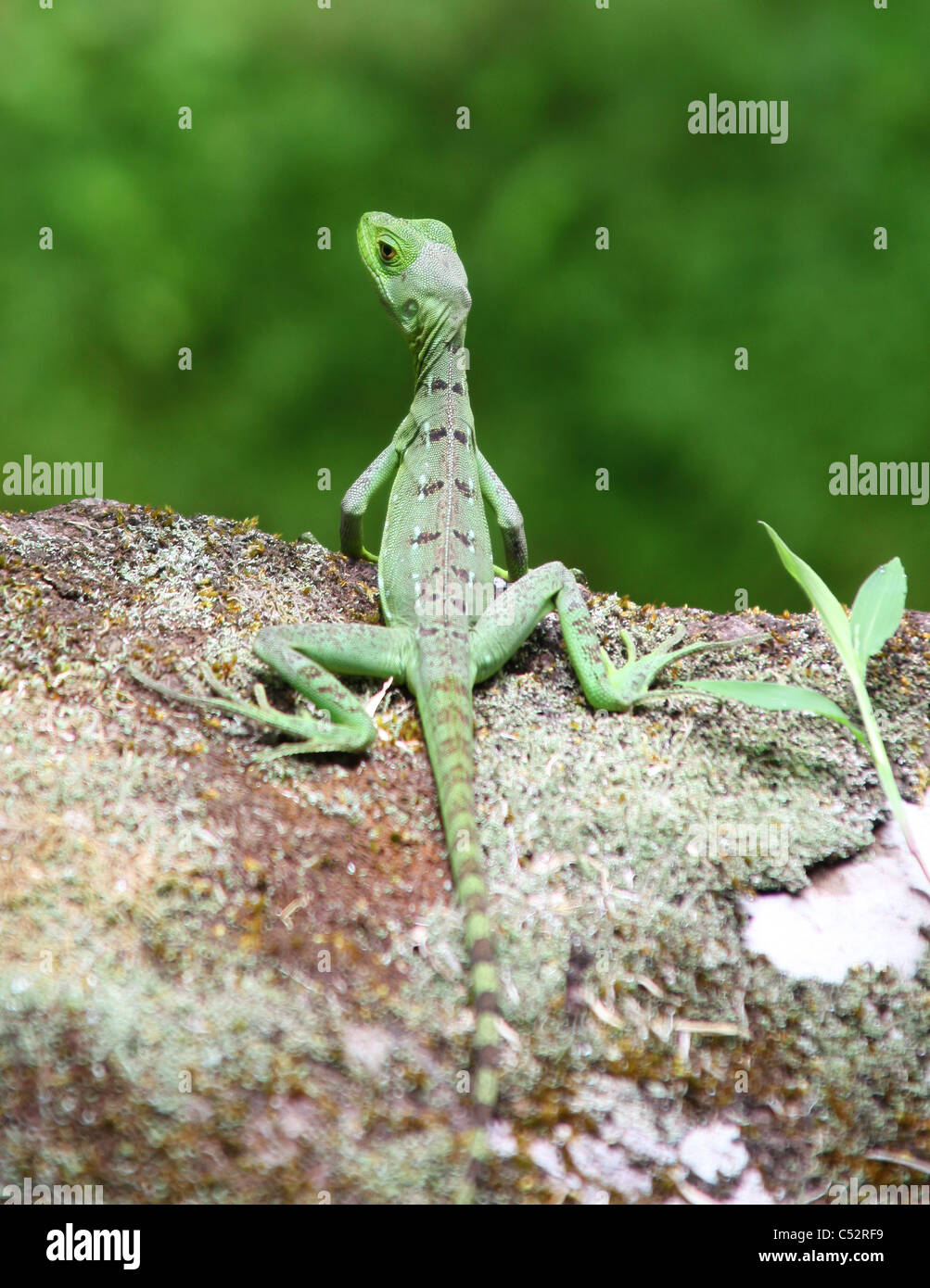 Jesus Christ Lizard or Common Basilisk (Basiliscus basiliscus) Costa