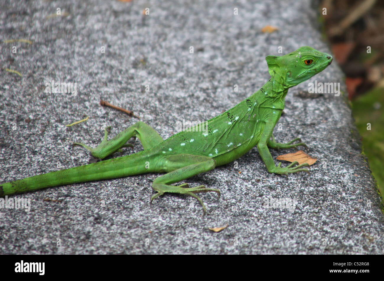 Jesus Christ Lizard or Common Basilisk (Basiliscus basiliscus) Costa