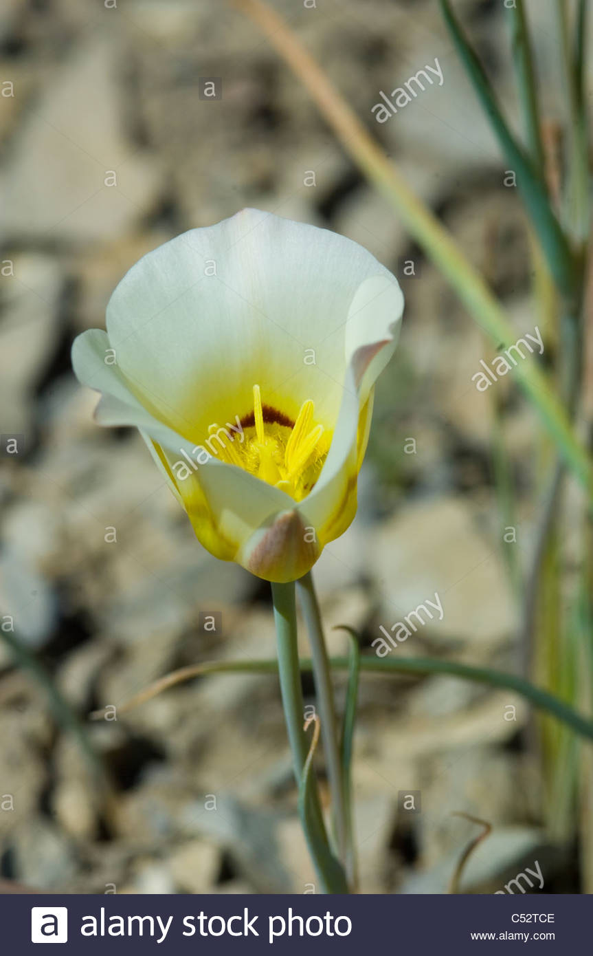 Sego Lily Flower Stock Photos & Sego Lily Flower Stock Images Alamy