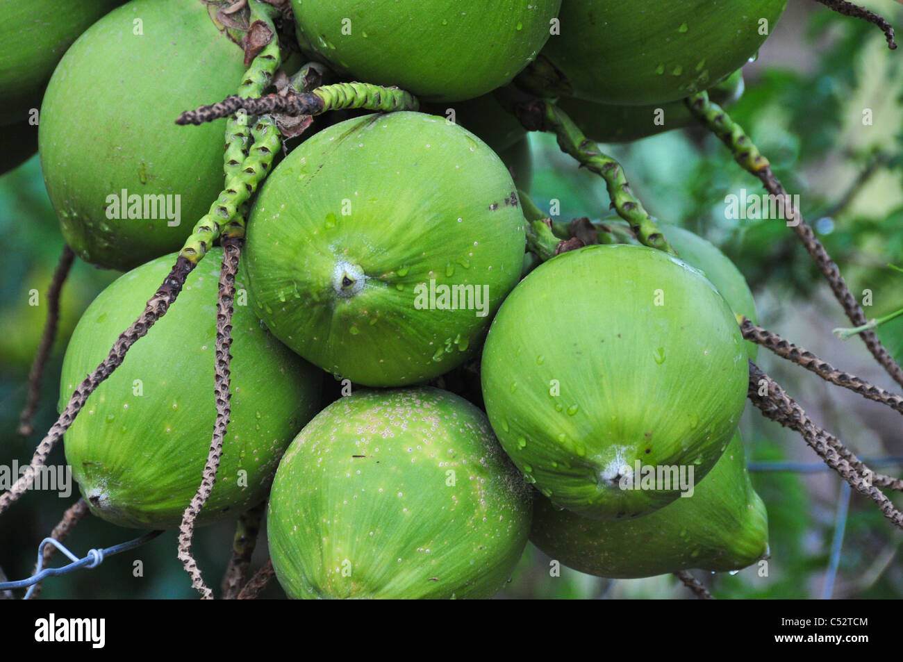 Coconuts Guanacaste Costa Rica Stock Photo - Alamy