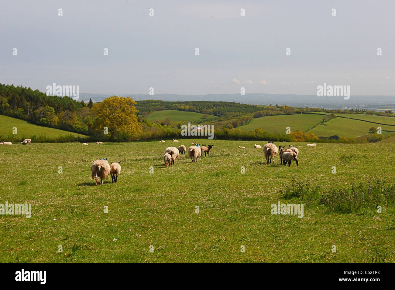 Sheep lamb lambs spring hi-res stock photography and images - Alamy