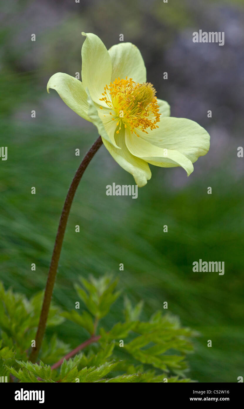 Alpine Pasque Flower (pulsatilla alpina apiifolia), Alps, Italy Stock Photo