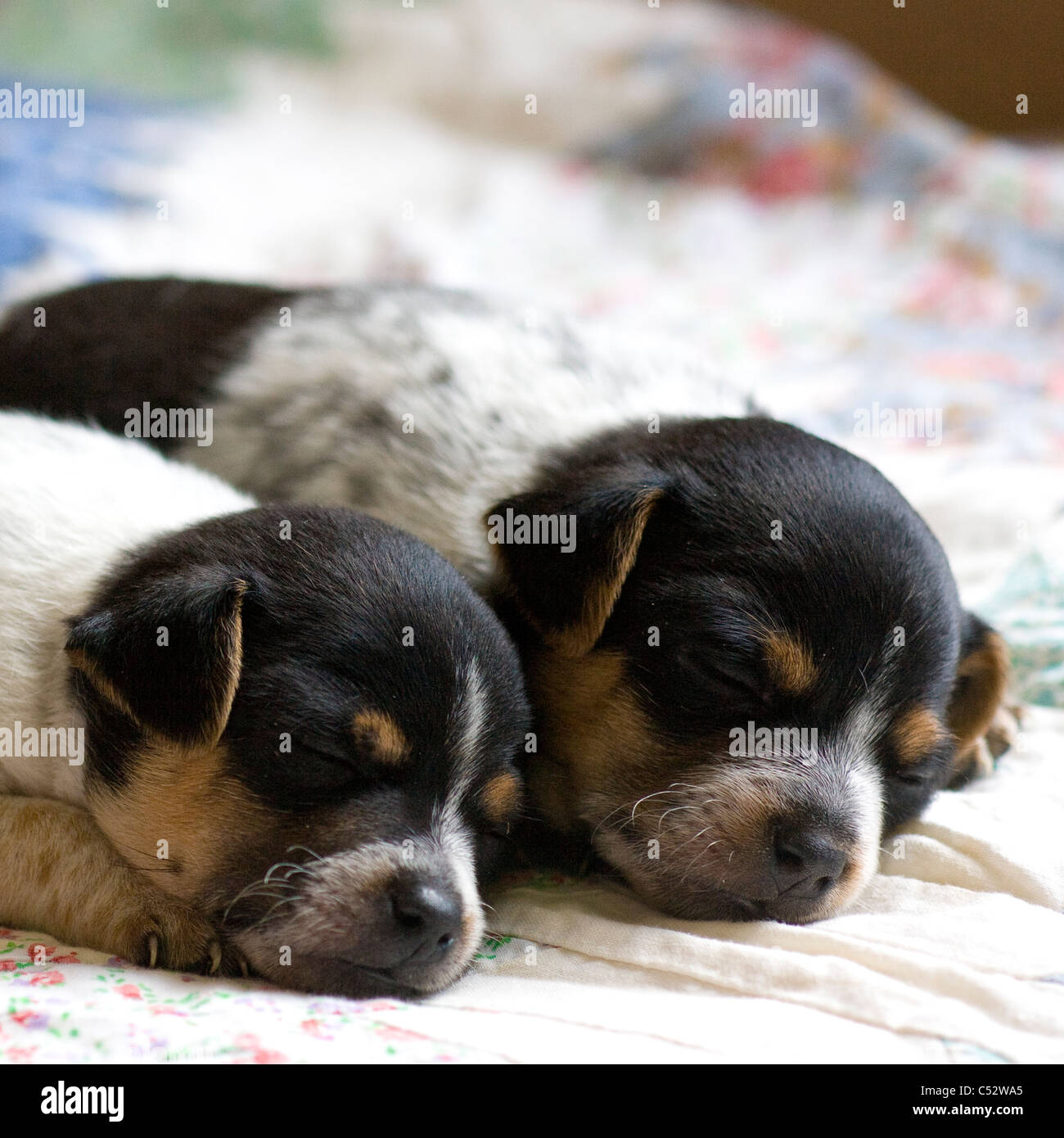 Two Jack Russell Terrier puppies asleep on a bed together Stock Photo