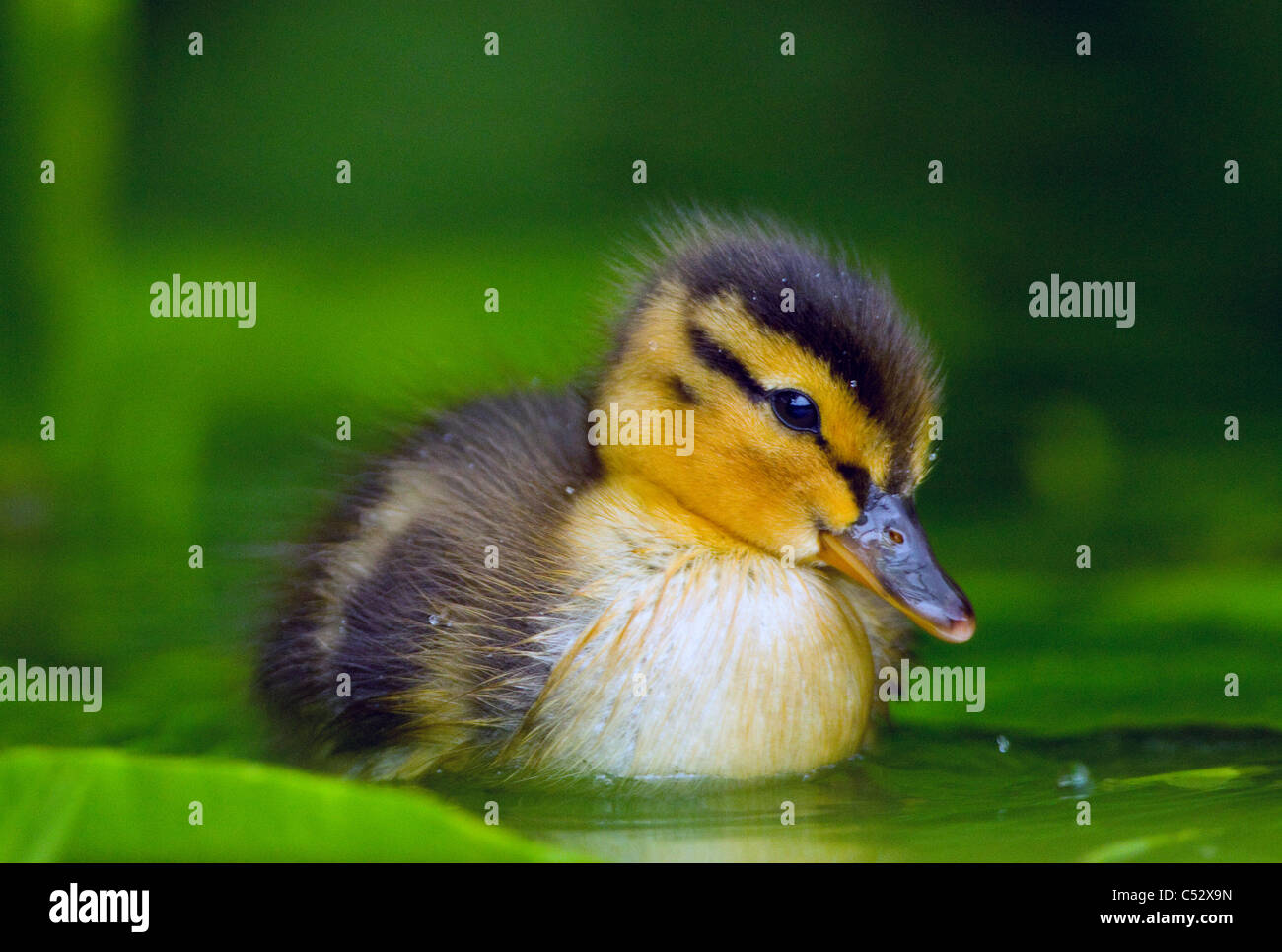 Single baby fluffy Mallard duckling. (Anas platyrhynchos). French: Canard colvert German: Stockente Spanish: Ánade azulón Stock Photo