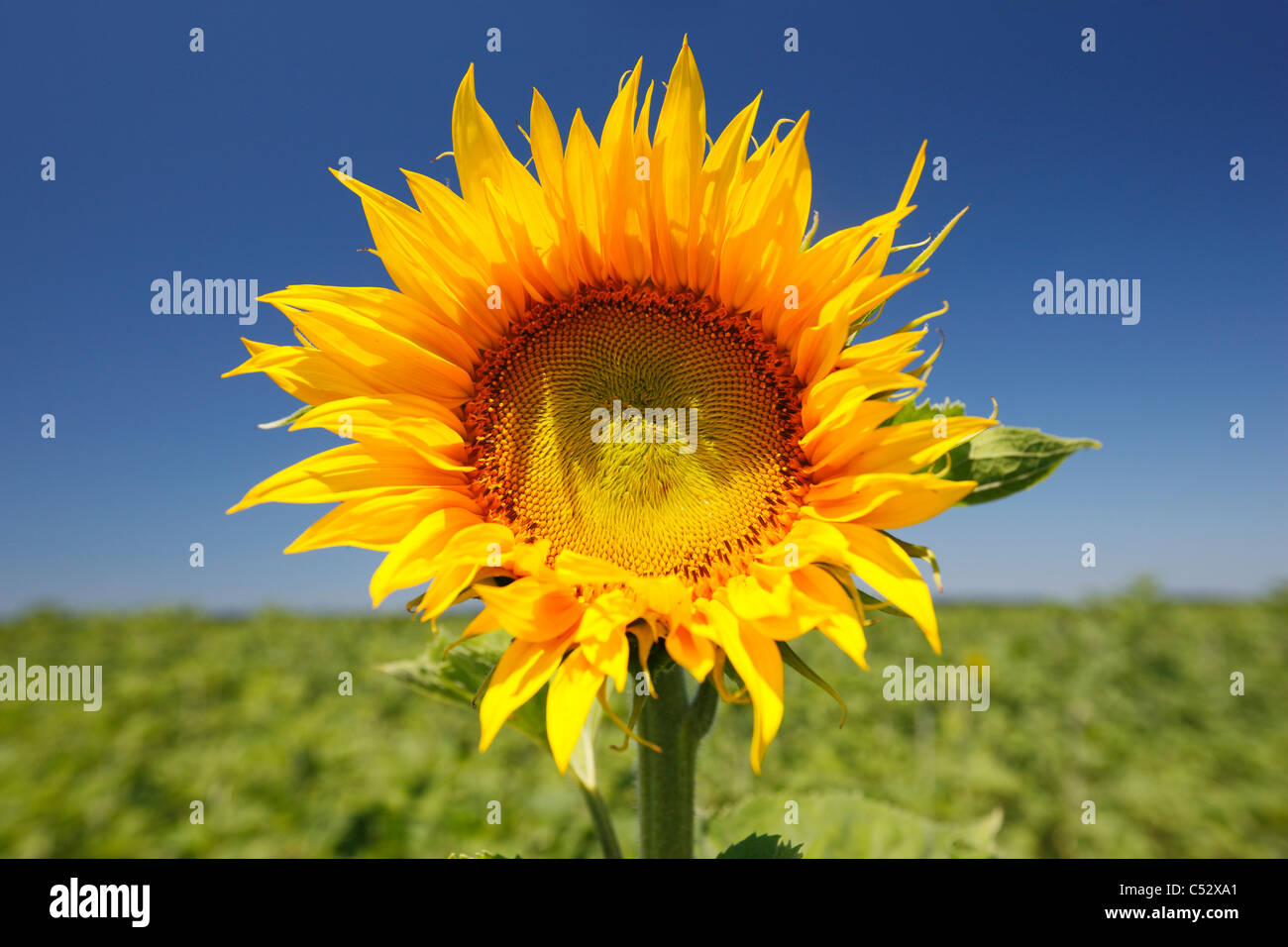 Sunflower in the field Stock Photo - Alamy