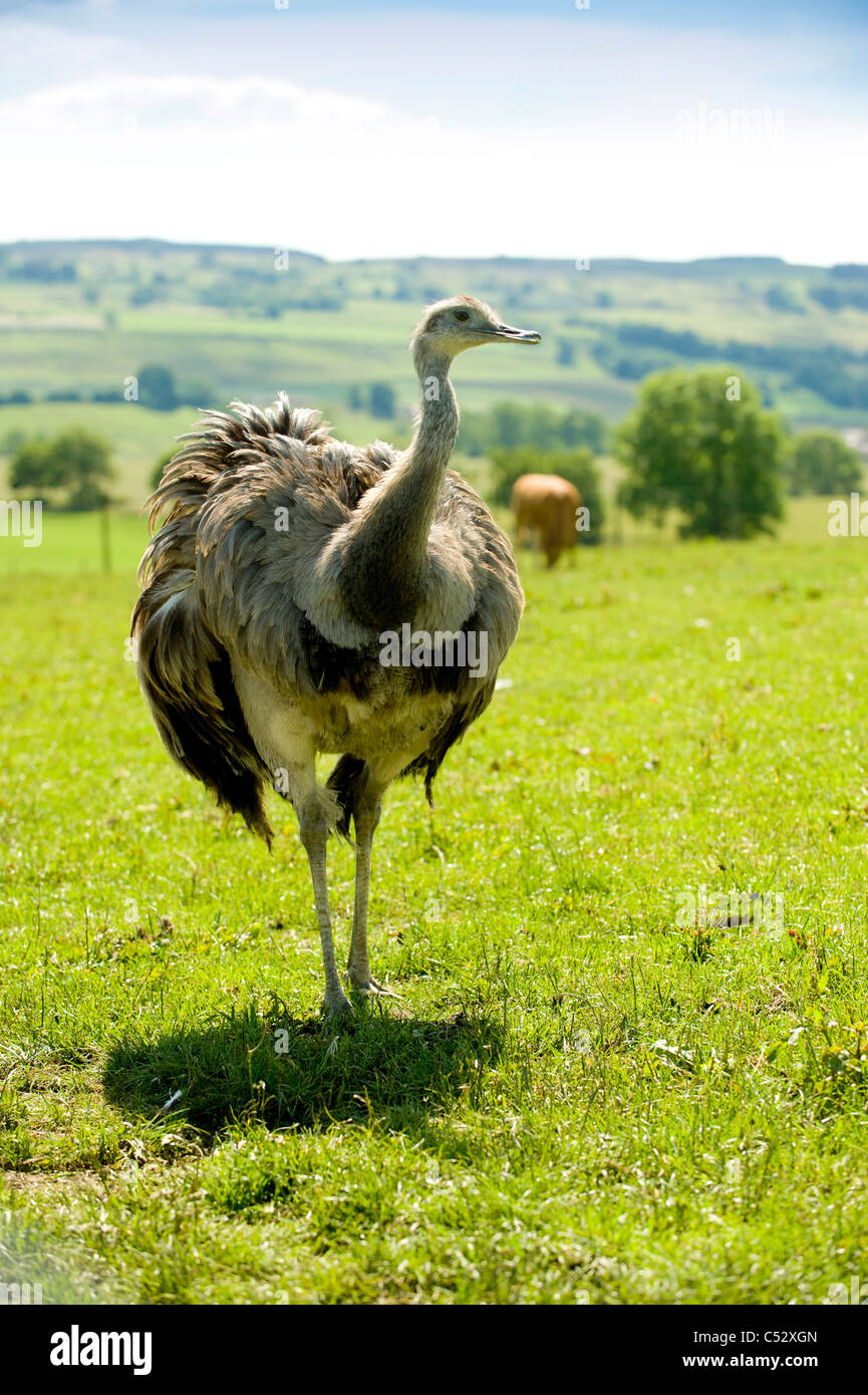Emu standing in a UK field. Stock Photo