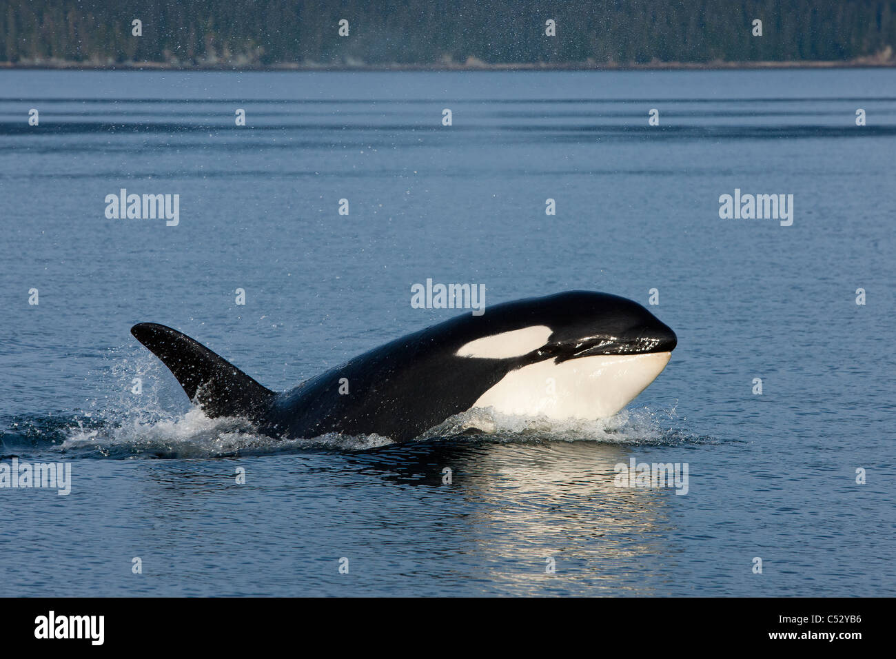 Orca whale surfaces in Chatham Strait, Inside Passage, Tongass National Forest, Southeast Alaska, Summer Stock Photo
