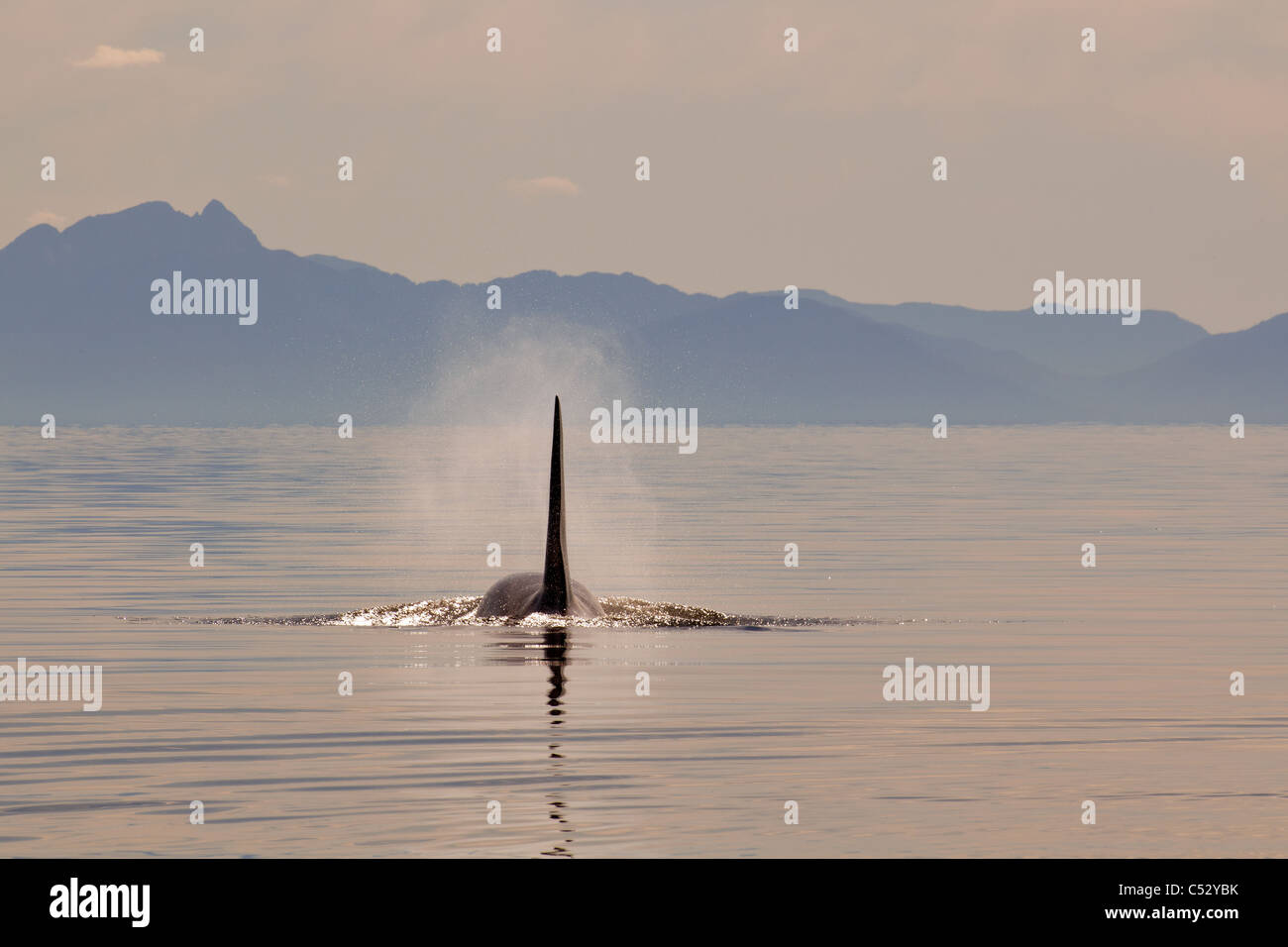 Tall dorsal fin of a large adult male Orca whale surfacing in Chatham Strait at sunset, Inside Passage, Alaska Stock Photo