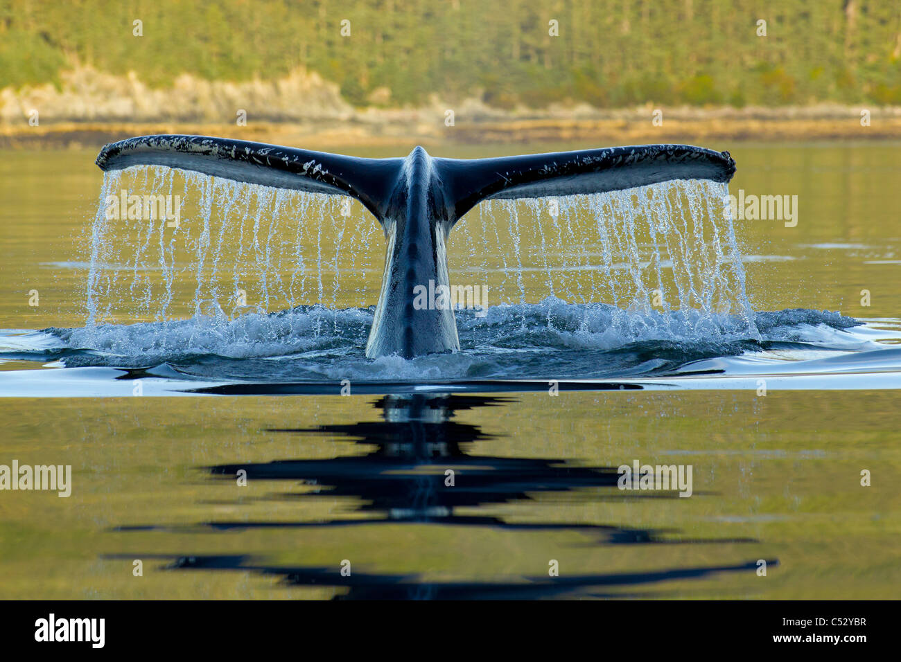 Humpback whale diving into the depths of Frederick Sound with tail fluke visible, Admiralty Island, Inside Passage, Alaska Stock Photo