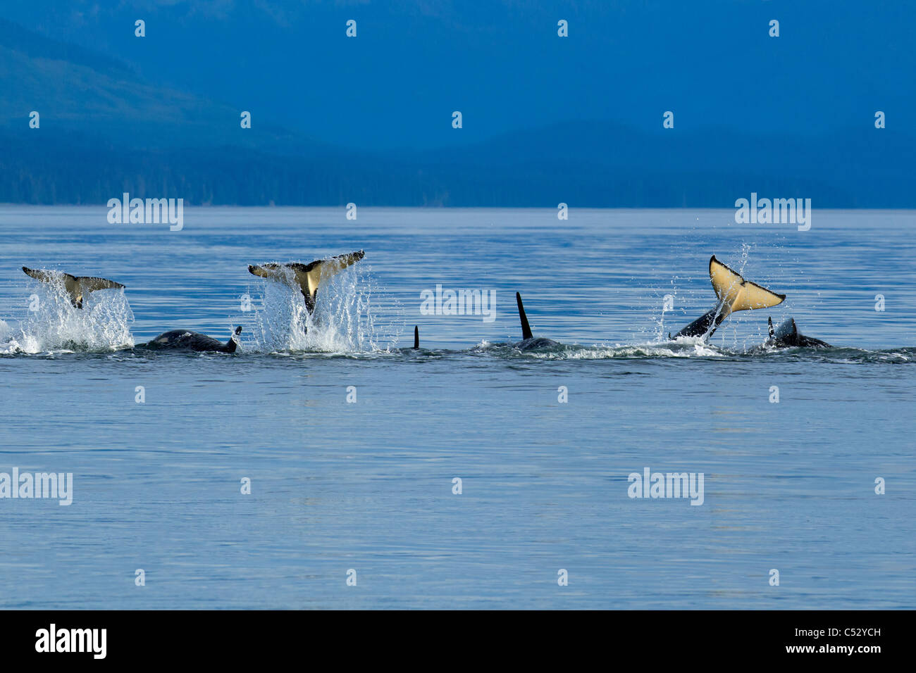 Orca whales playfully slap their tails at the surface in Chatham Strait, Inside Passage, Southeast Alaska, Summer Stock Photo