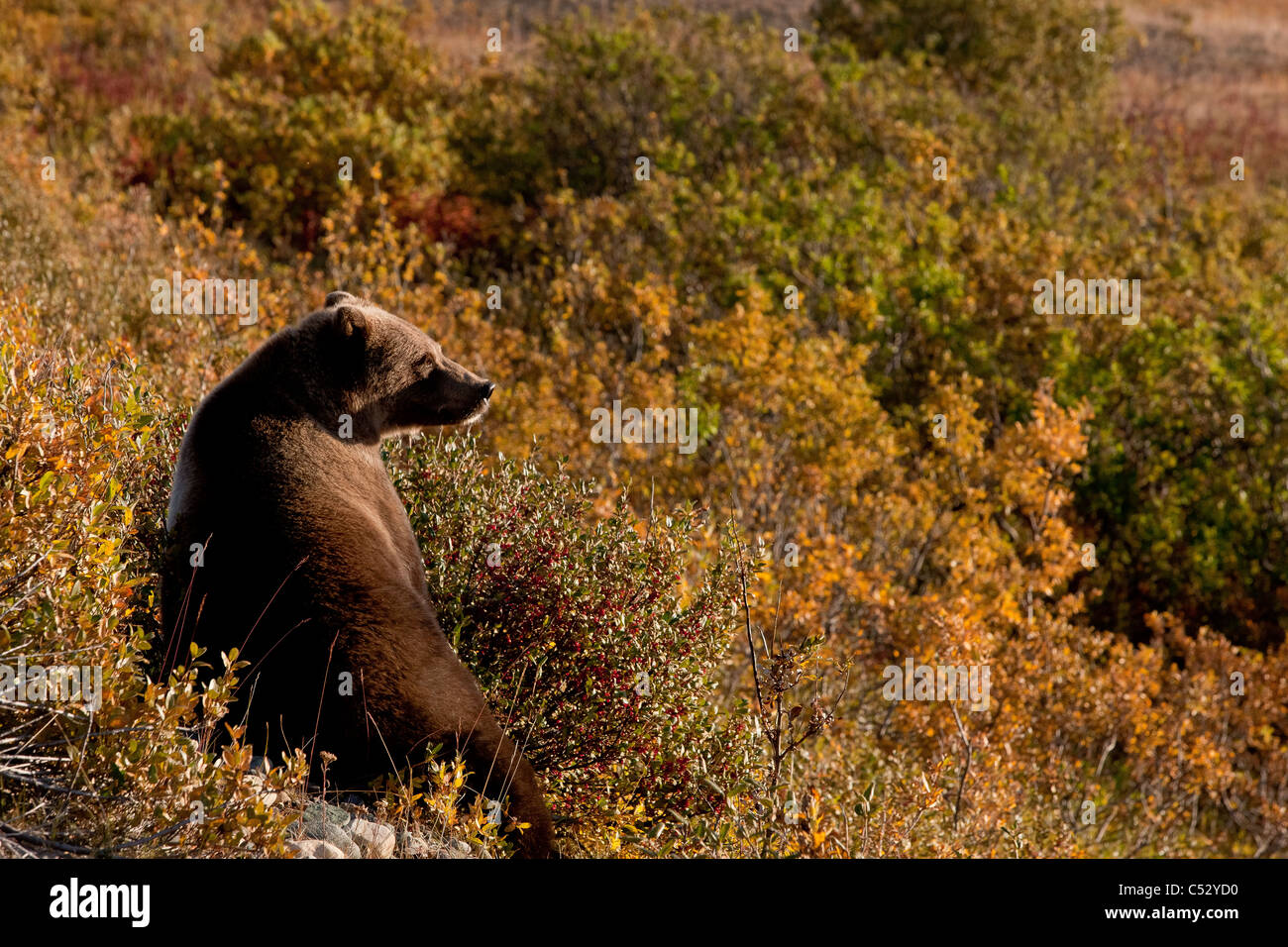 A Brown Bear forages on Soapberries in the Tatshenshini-Alsek Wilderness Provincial Park, Yukon Territory, Canada, Autumn Stock Photo