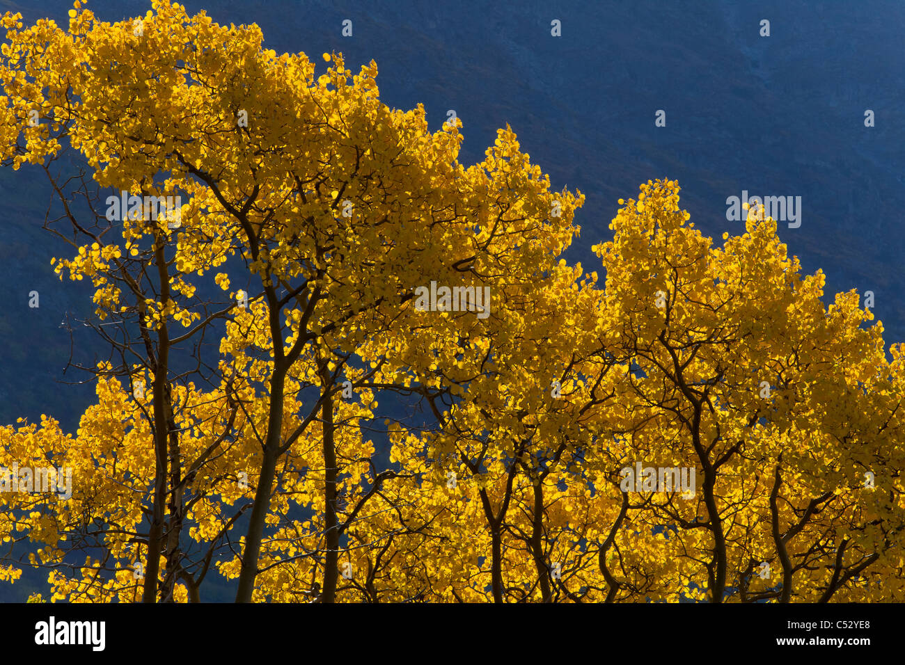 View of scenery and yellow Aspen trees along the Alaska Highway between Haines and Haines Junction, Yukon Territory, Canada Stock Photo