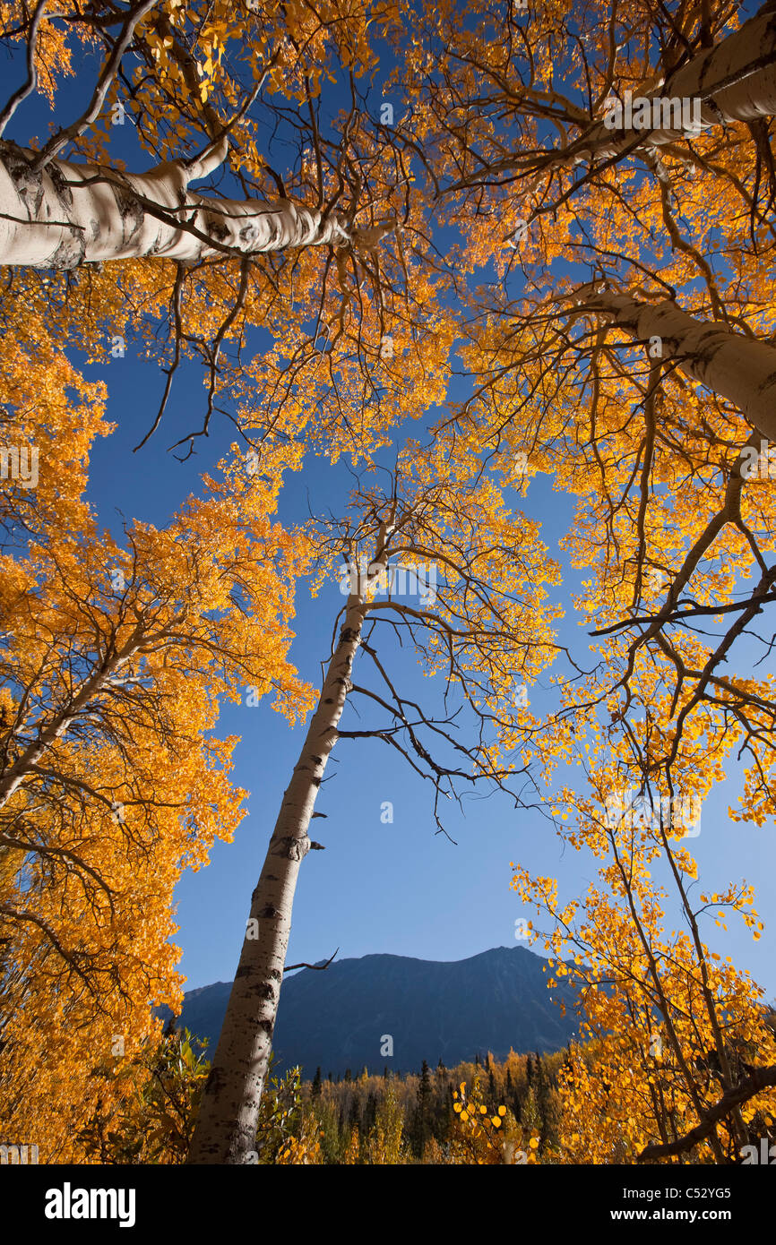 View of yellow Aspen and Willow trees along the Alaska Highway between