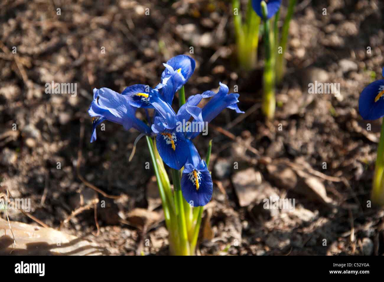 Iris reticulata is flowering in March.  Die Netzblatt-Schwertlilie oder Zwergiris blüht im März. Stock Photo
