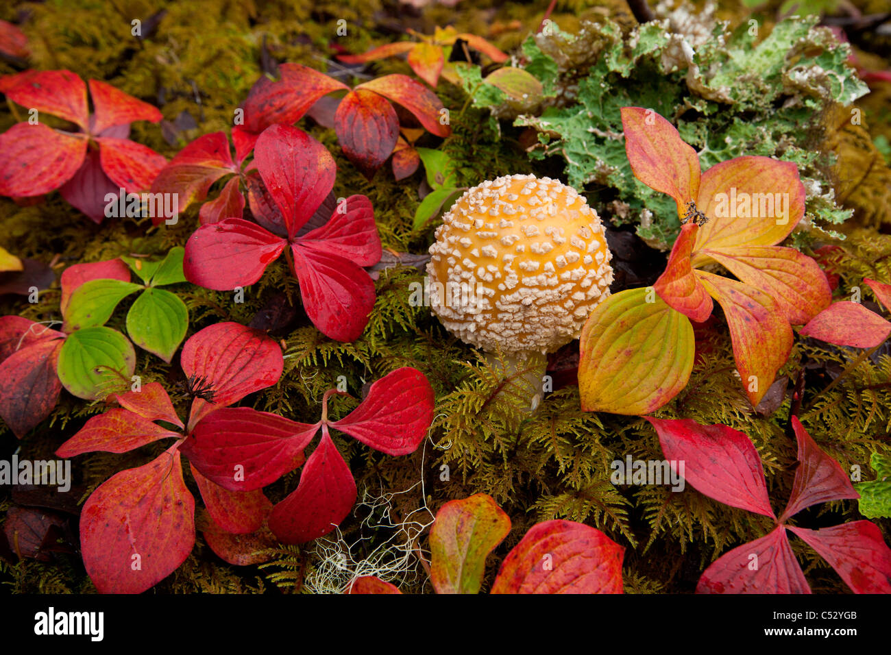 Close up of Dwarf Dogwood and a mushroom on the understory of the Tongass National Forest, Southeast Alaska, Autumn Stock Photo