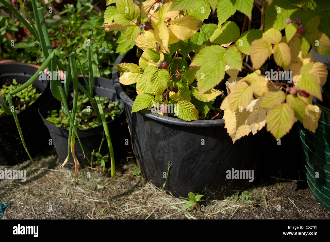 Back garden raspberry plant in a pot Stock Photo Alamy