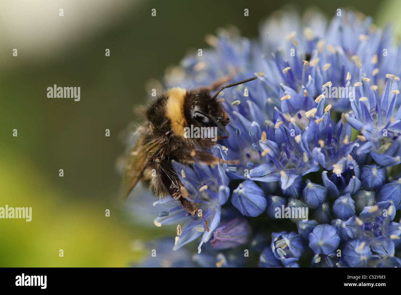 Macro of a Buff-tailed Bumblebee (Bombus terrestris) on an allium caeruleum flower, England Stock Photo