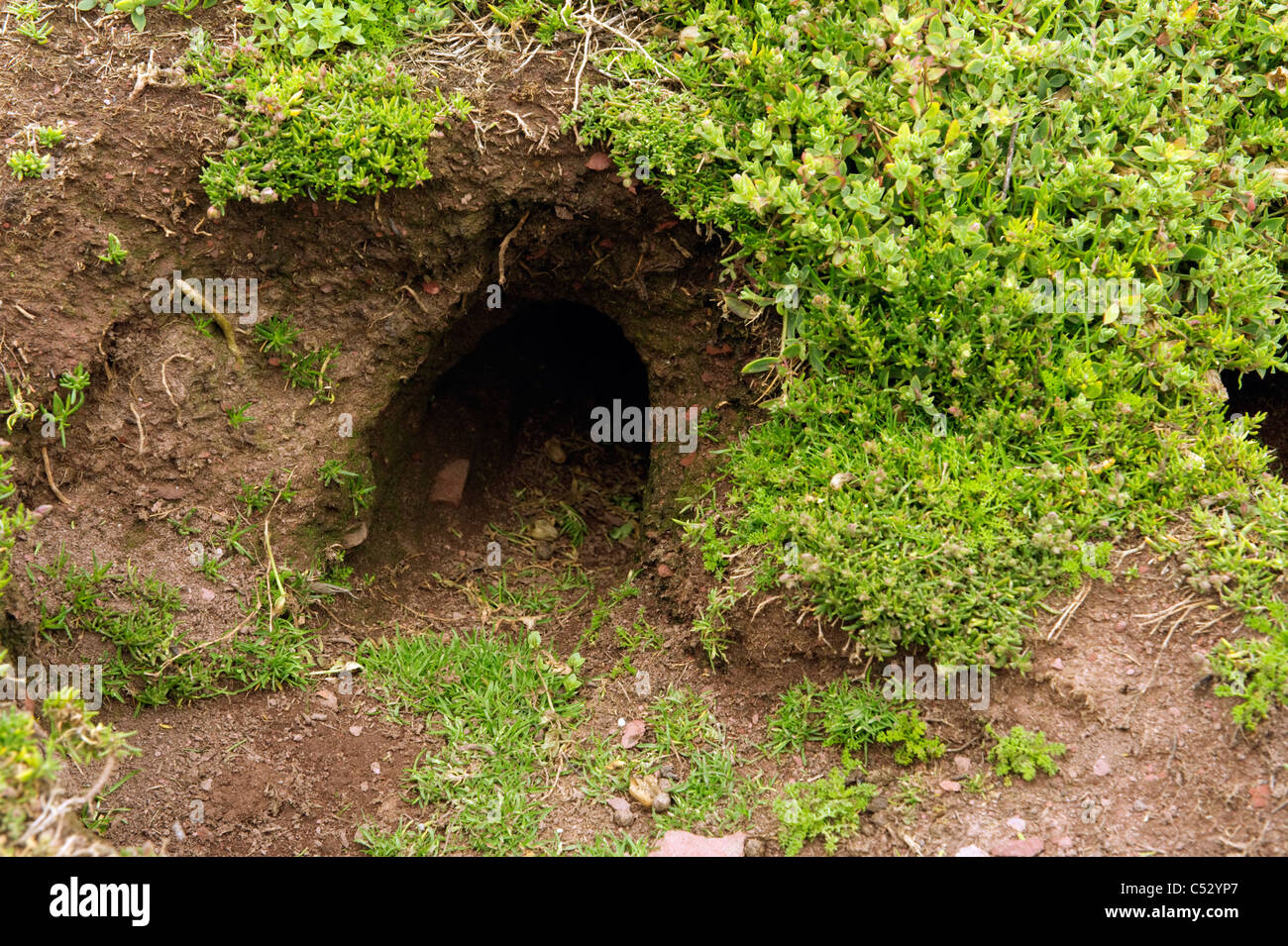 A single Manx Shearwater burrow surrounded by moss on Skokholm island Pembrokeshire South Wales UK Stock Photo
