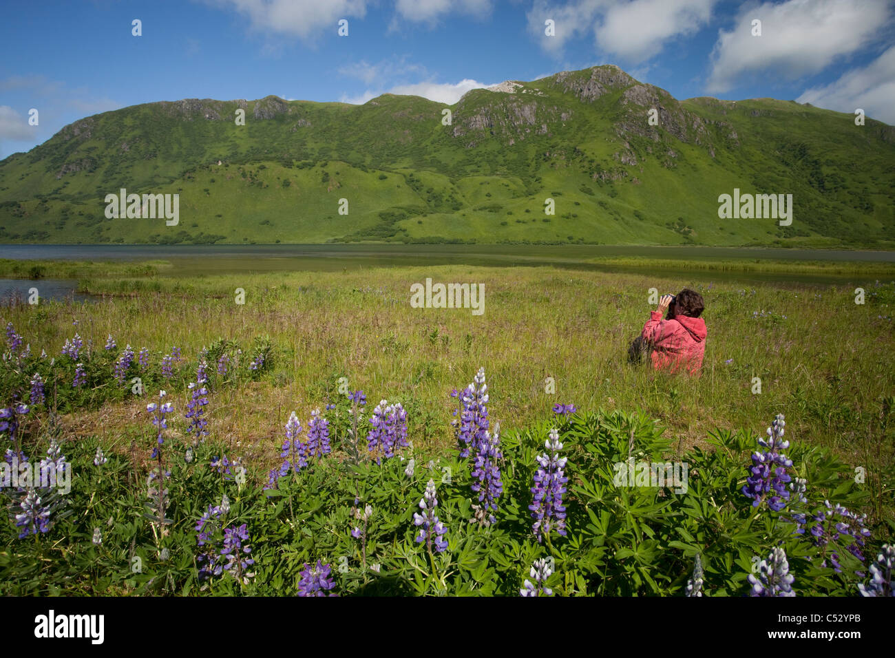 Woman amongst Nootka Lupine near Lake LaRose Tead, Pasagshak Bay Road, Chiniak Bay, Kodiak