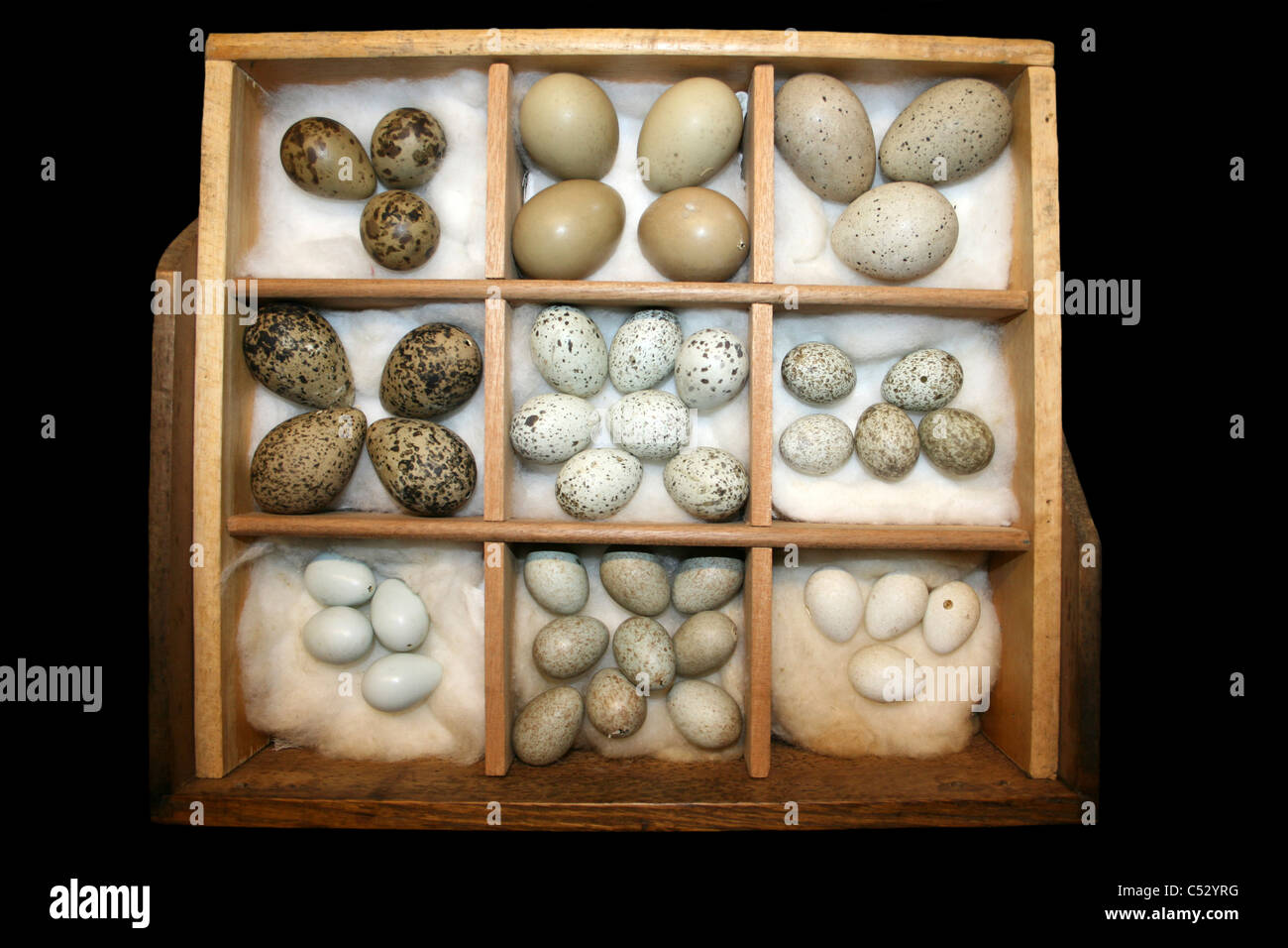A Victorian Wild Bird Egg Collection Stock Photo Alamy