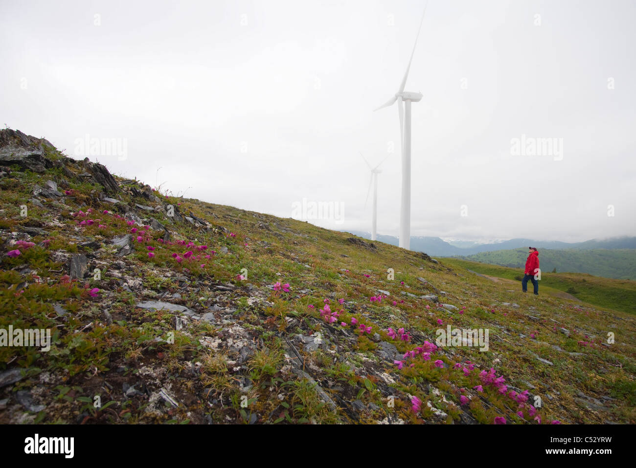 Woman views Pillar Mountain Wind Project wind turbines on Pillar Mountain on an overcast day, Kodiak Island, Alaska Stock Photo