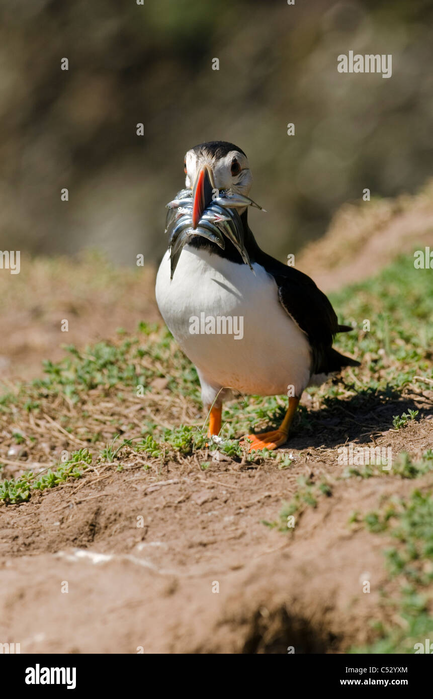 A Puffin in full breeding colours with a full bill of sandeels to feed to it's young at Crab Bay Skokholm island South Wales UK Stock Photo