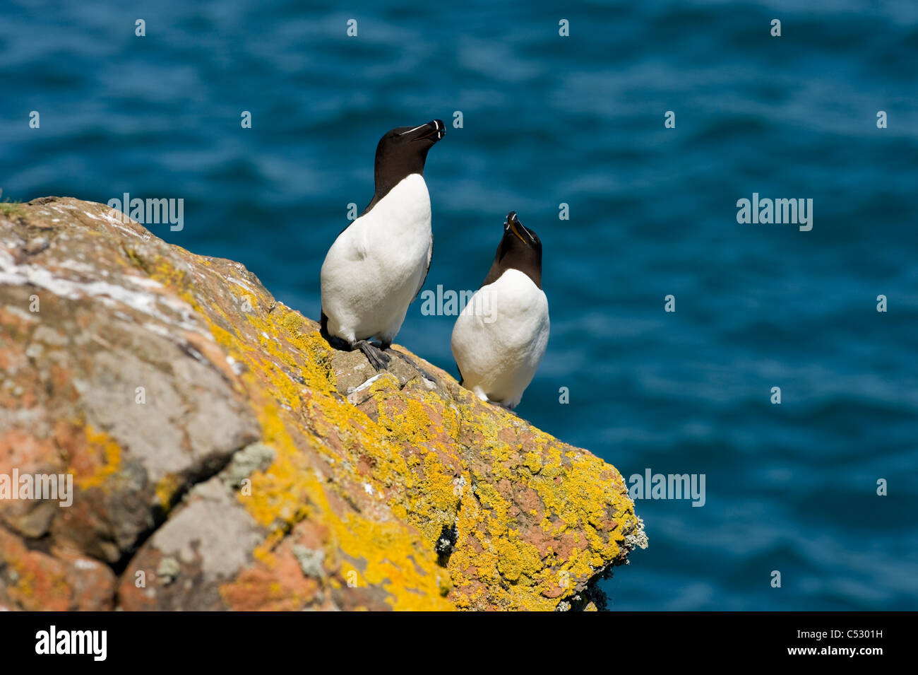 Two Razorbills (Alca torda), coastal seabirds on yellow lichen covered rock Skomer island Stock Photo