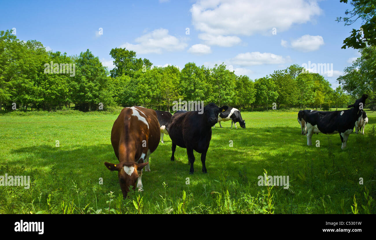 Cows Grazing, Somerset, UK Stock Photo