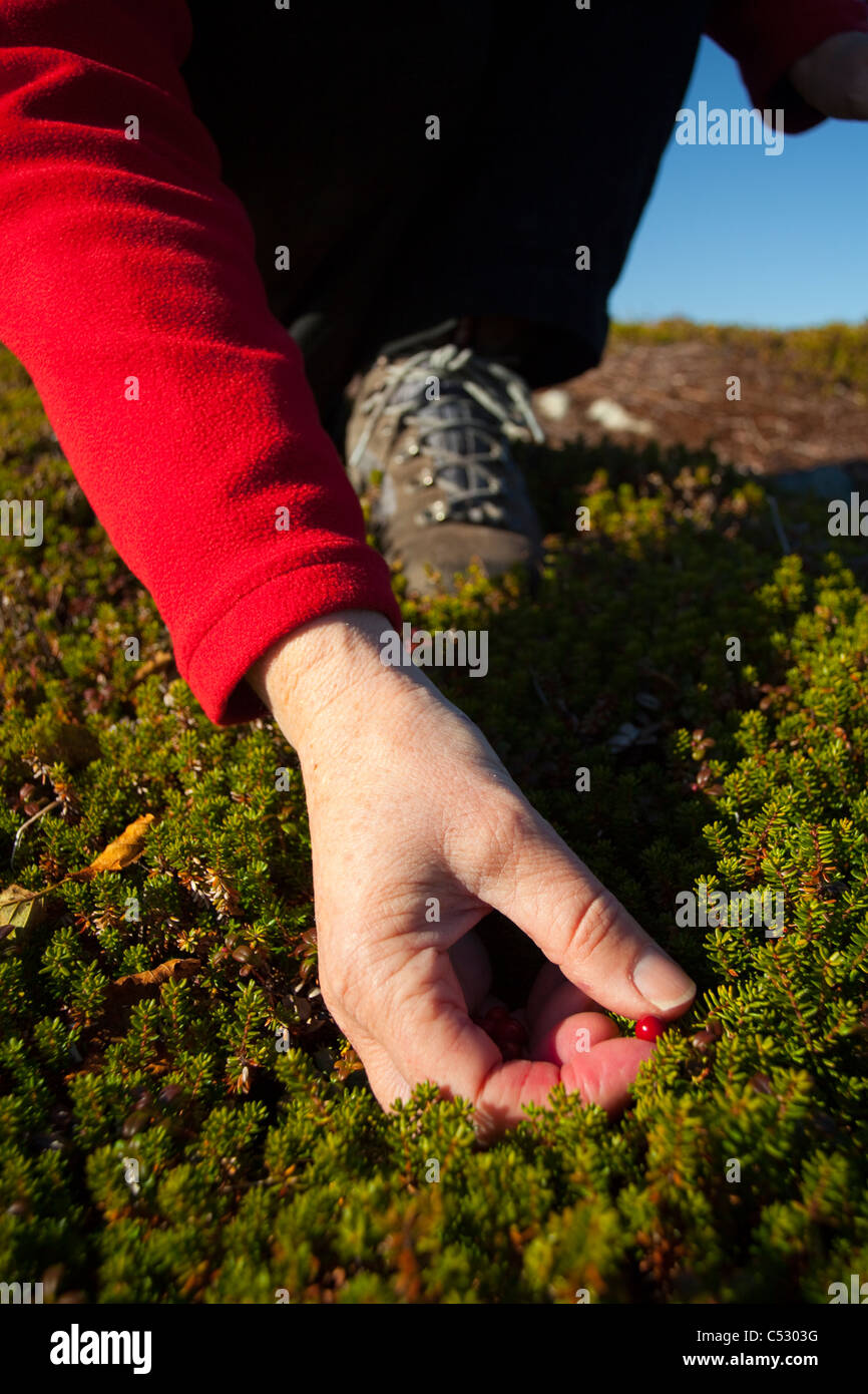 Close up of a woman picking berries at Heitman Lake along Chiniak Highway, Kodiak Island, Southwest Alaska, Fall Stock Photo