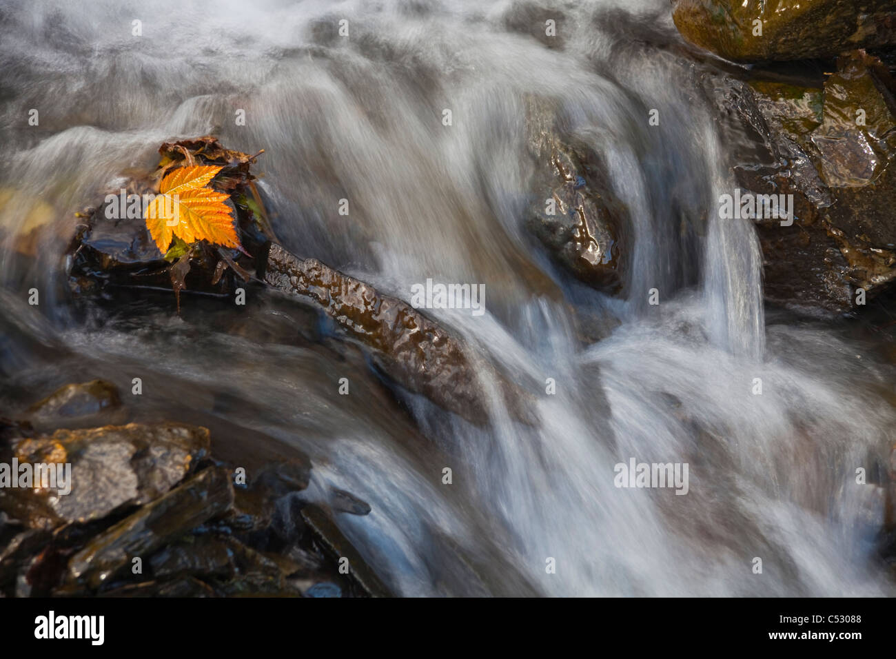 Yellow Salmonberry leaf clinging to rocks in small stream with water cascading down from Pillar Mountain, Kodiak Island, Alaska Stock Photo