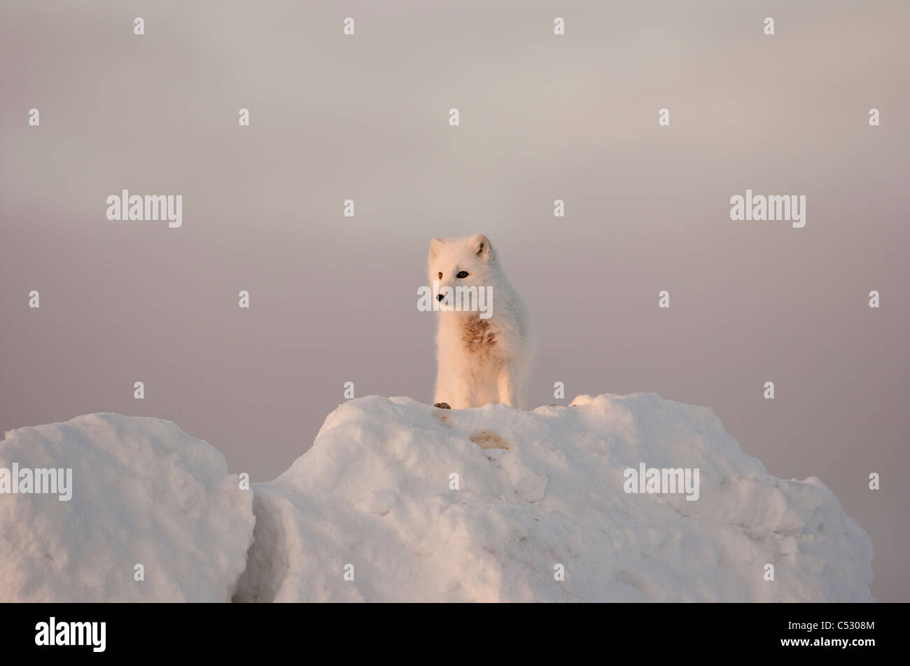 Ice iceberg fox hi-res stock photography and images - Alamy