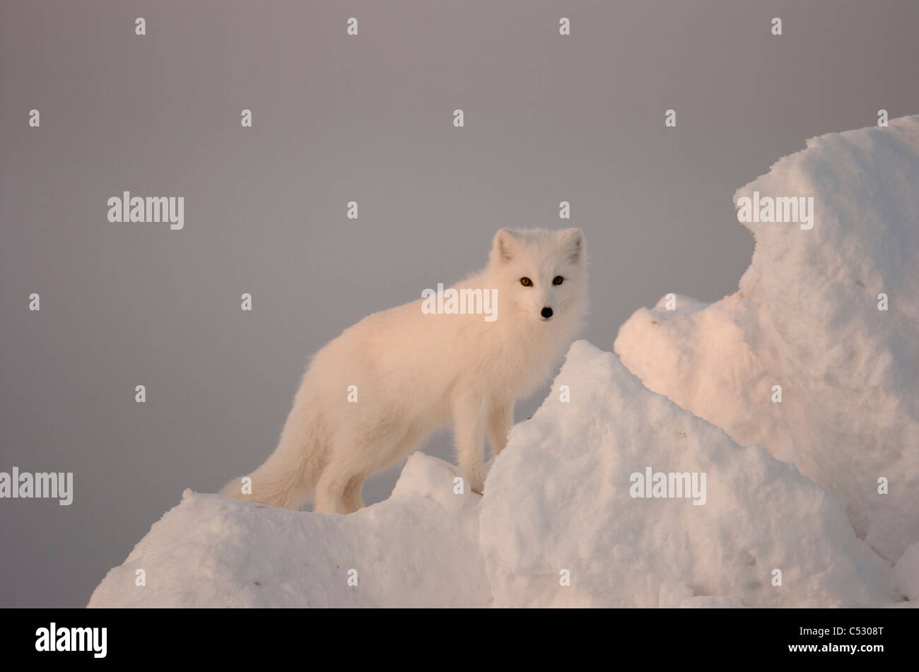 Ice iceberg fox hi-res stock photography and images - Alamy