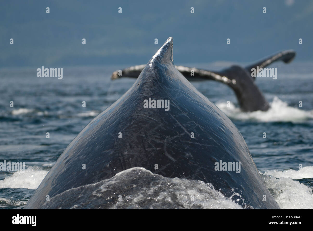 Close up of Humpback Whales surfacing in Frederick Sound, Inside Passage, Southeast Alaska, Summer Stock Photo