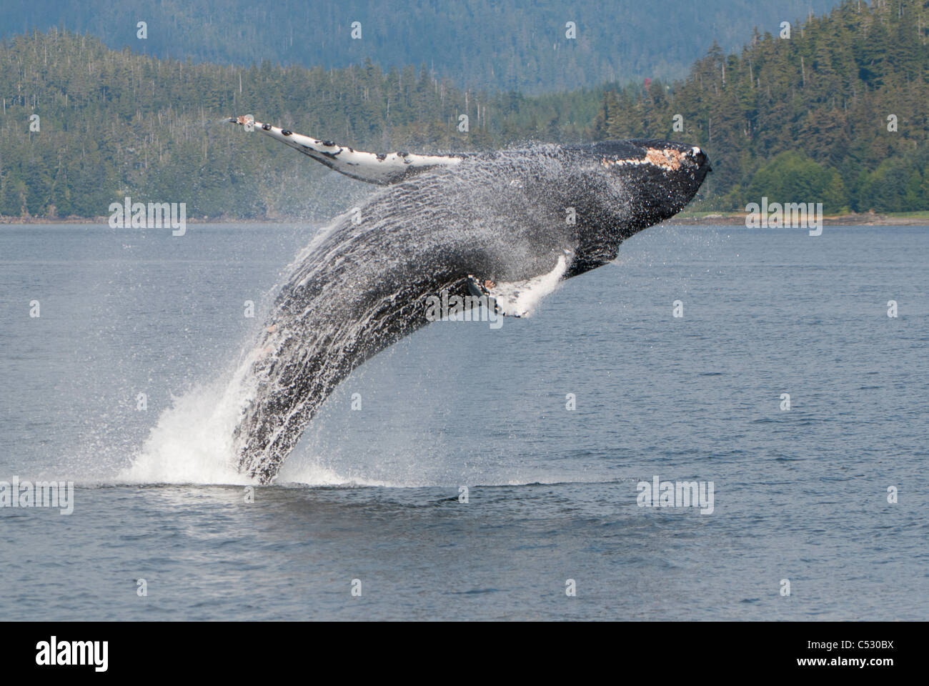 Humpback Whale Breaching In Frederick Sound, Inside Passage, Southeast 