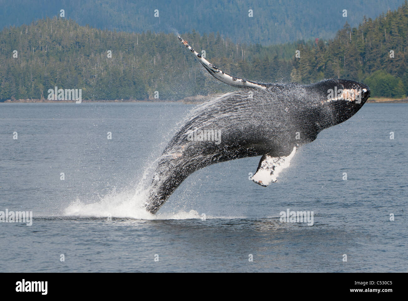 Humpback Whale breaching in Frederick Sound, Inside Passage, Southeast Alaska, Summer Stock Photo