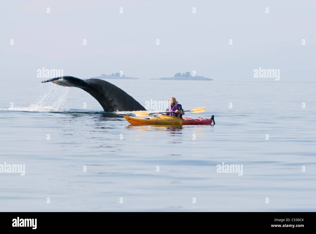 Humpback whale surfaces near a woman sea kayaking in Frederick Sound,  Inside Passage, Southeast Alaska, Summer Stock Photo - Alamy