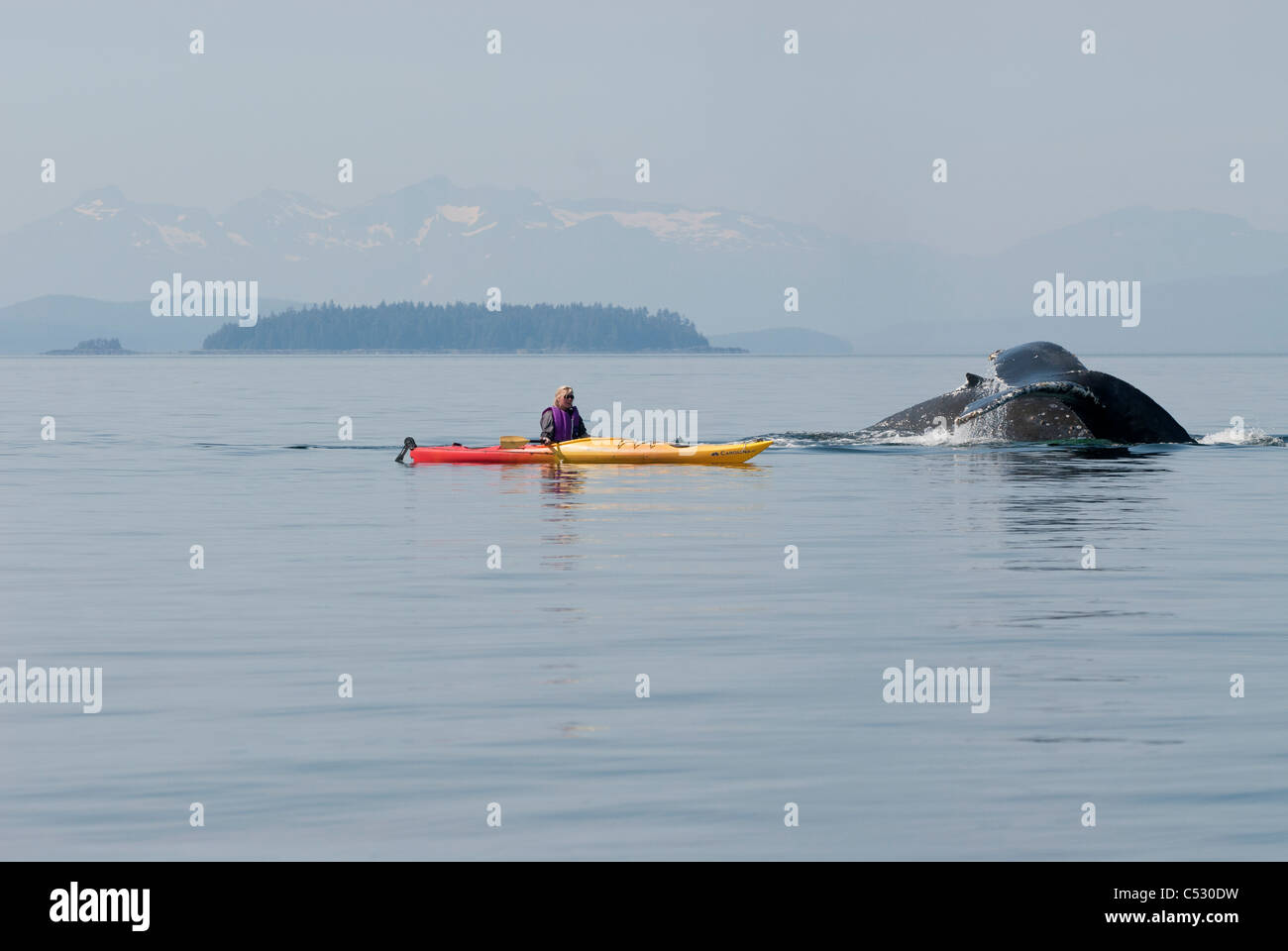 Humpback whale surfaces near a woman sea kayaker in Frederick Sound, Inside Passage, Southeast Alaska, Summer Stock Photo