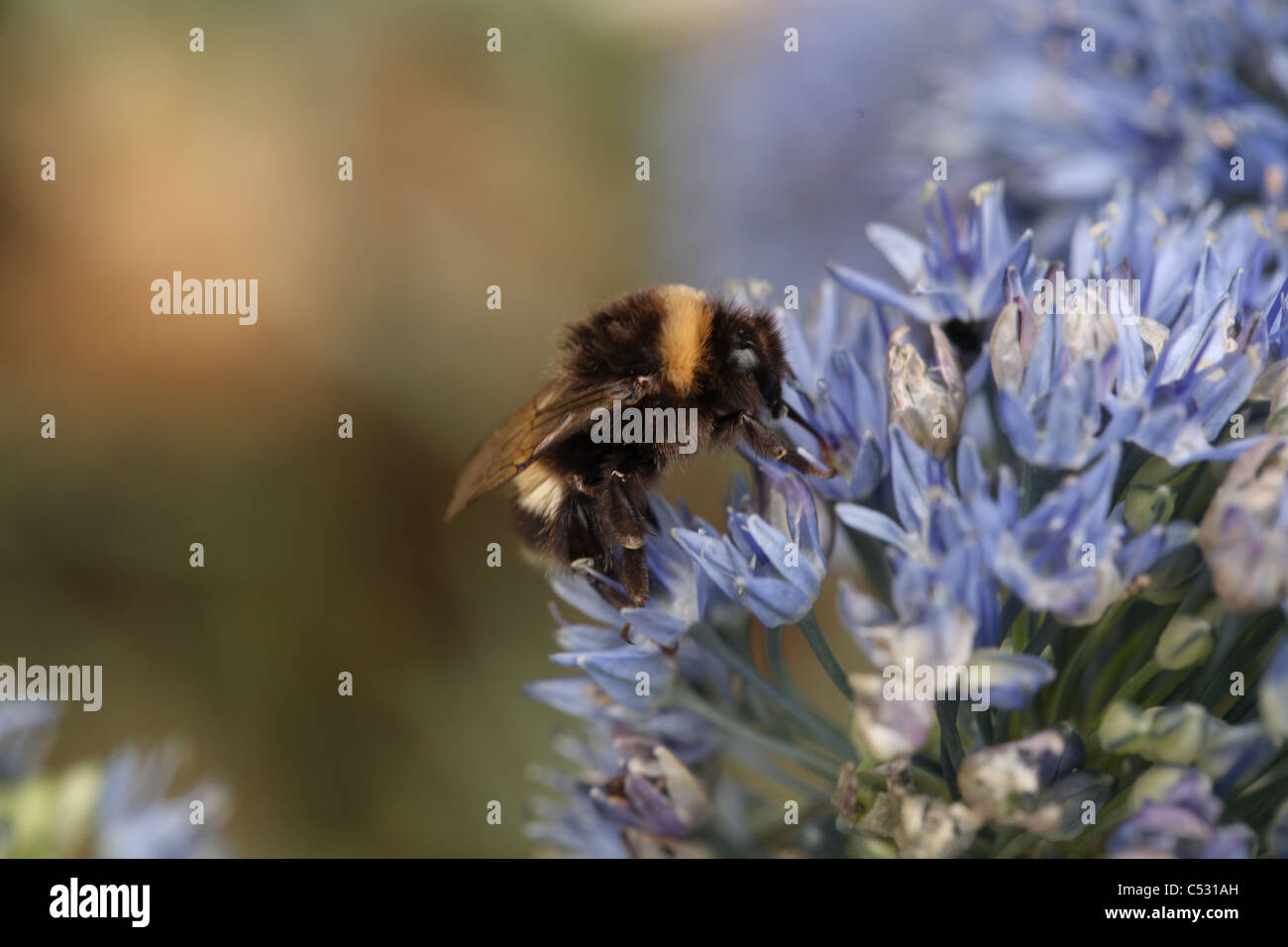 Macro of a Buff-tailed Bumblebee (Bombus terrestris) on an allium caeruleum flower, England Stock Photo