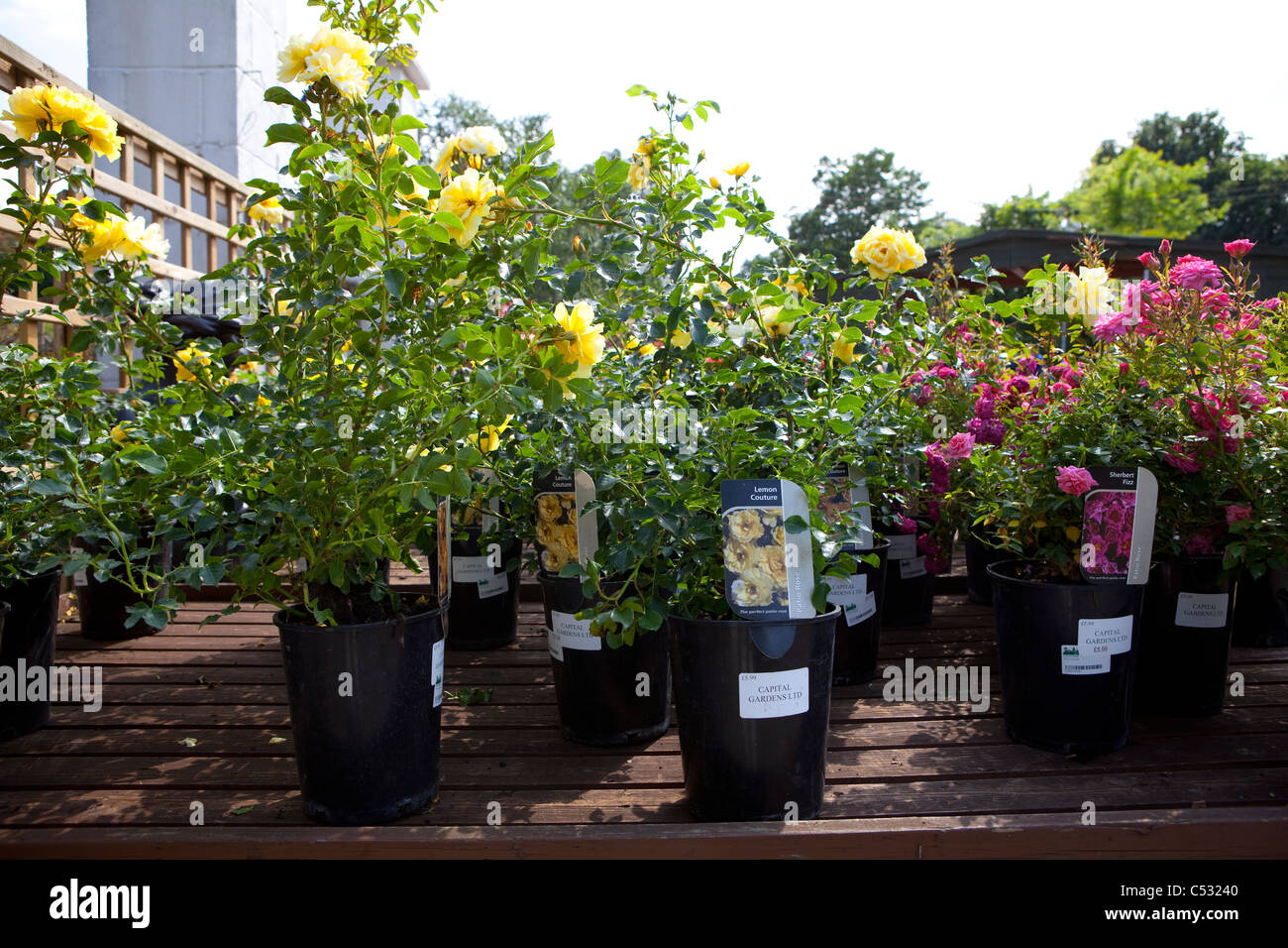 'Lemon Couture' Roses for sale at Garden Centre Stock Photo
