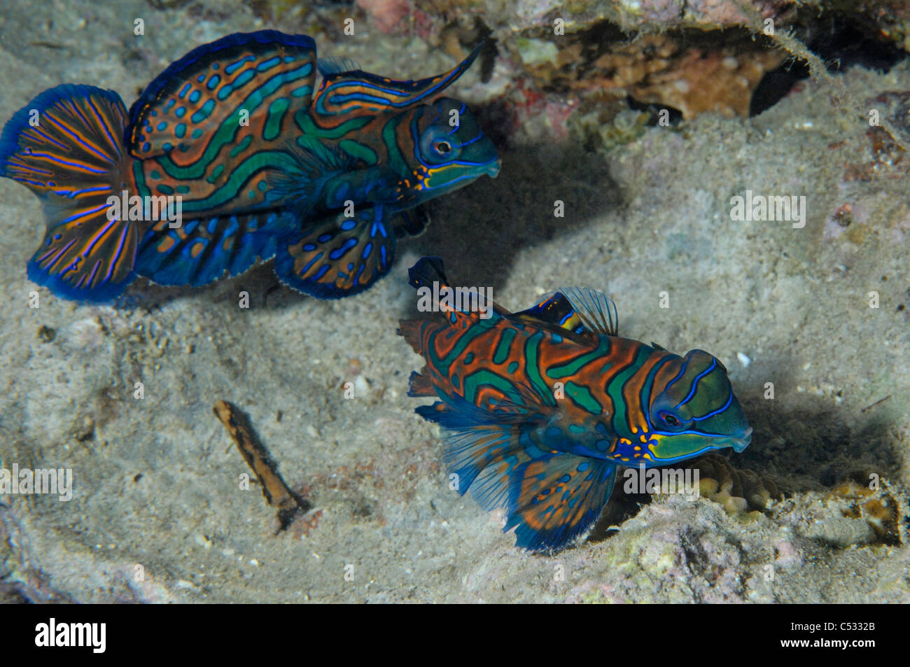 A pair of Mandarinfish on a reef in Indonesia. Stock Photo