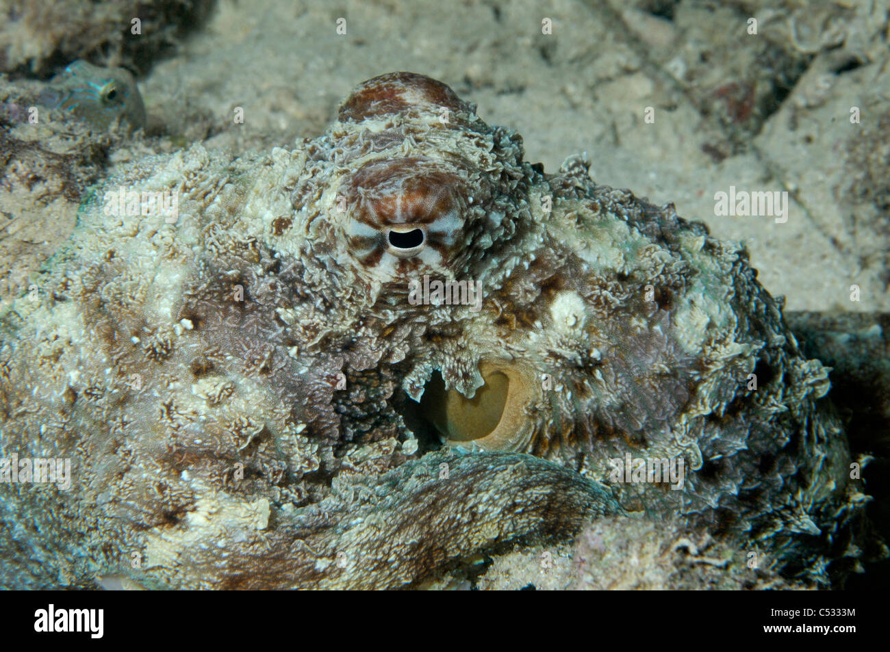 A Common Reef Octopus on a reef in Indonesia Stock Photo Alamy