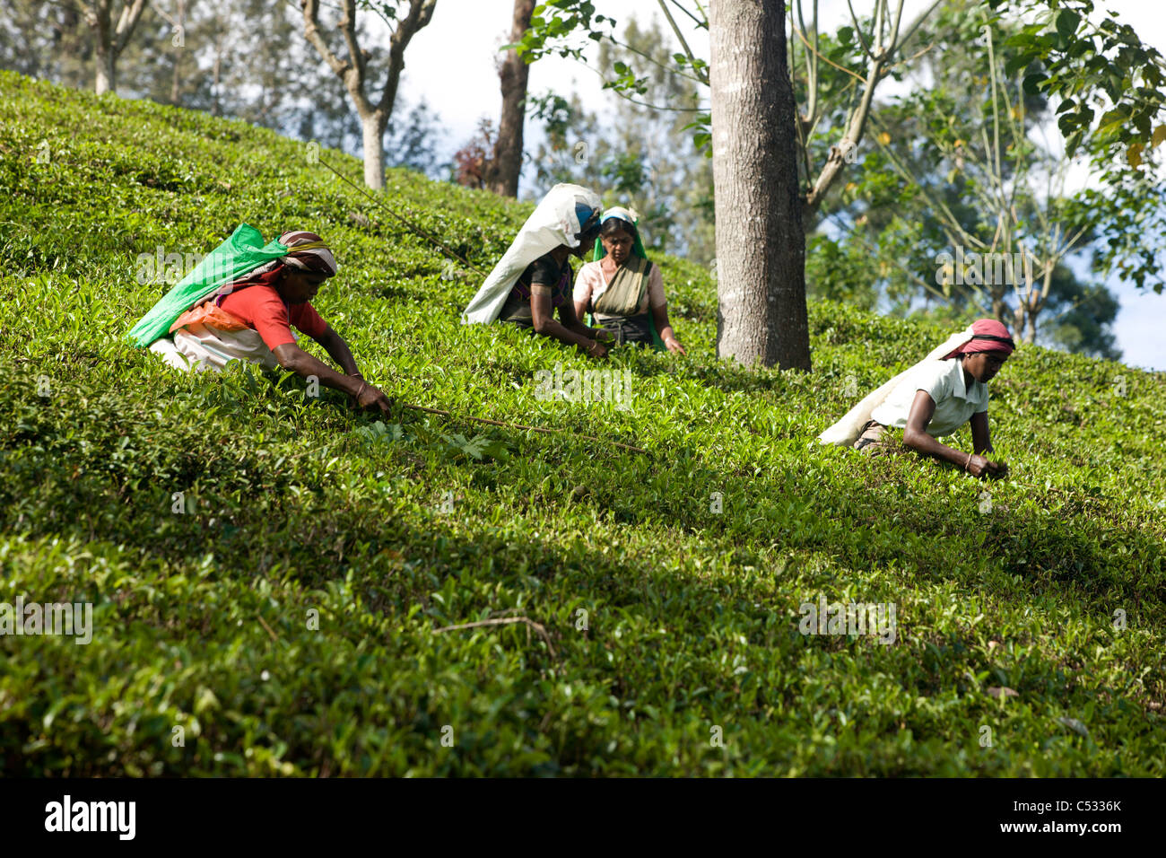 Women tea pickers and labourers. Nuwara Eliya. Sri Lanka. Stock Photo