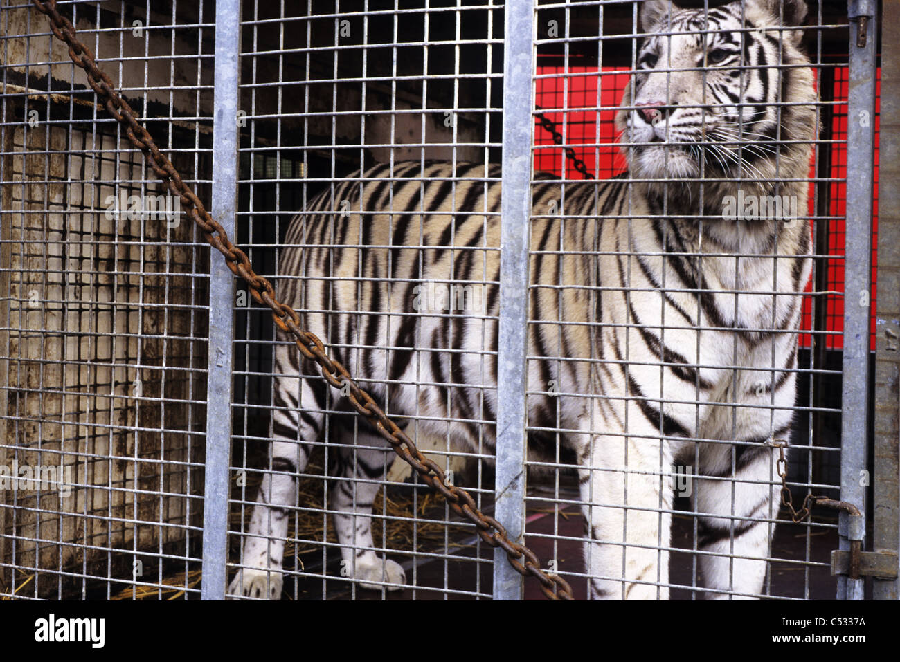 Tiger cage hires stock photography and images Alamy