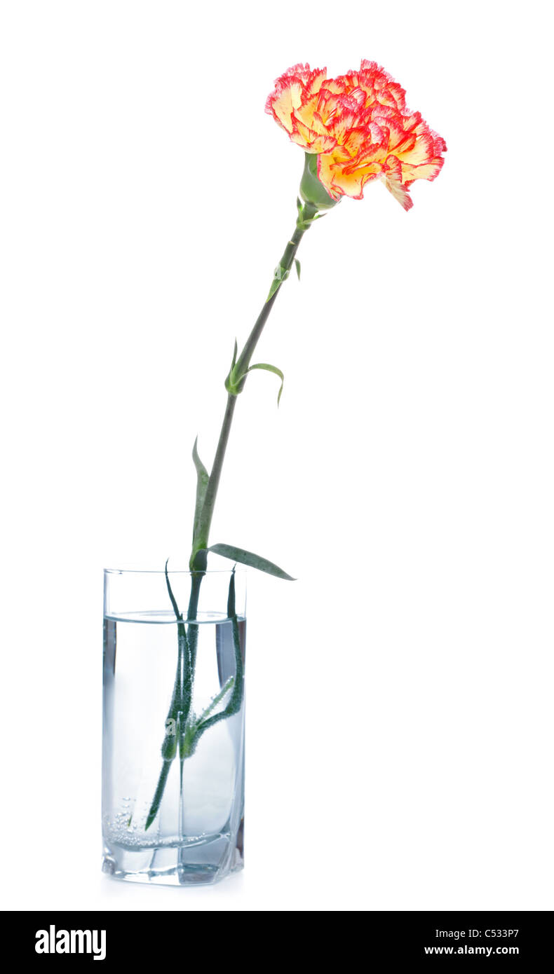 single carnation in glass isolated on white Stock Photo - Alamy