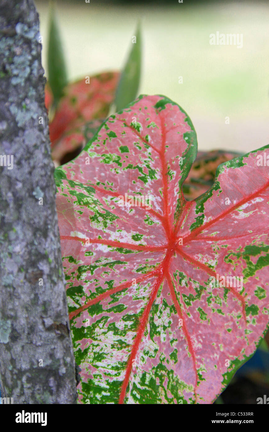 bright  color caladium leaf next to oak tree bark Stock Photo