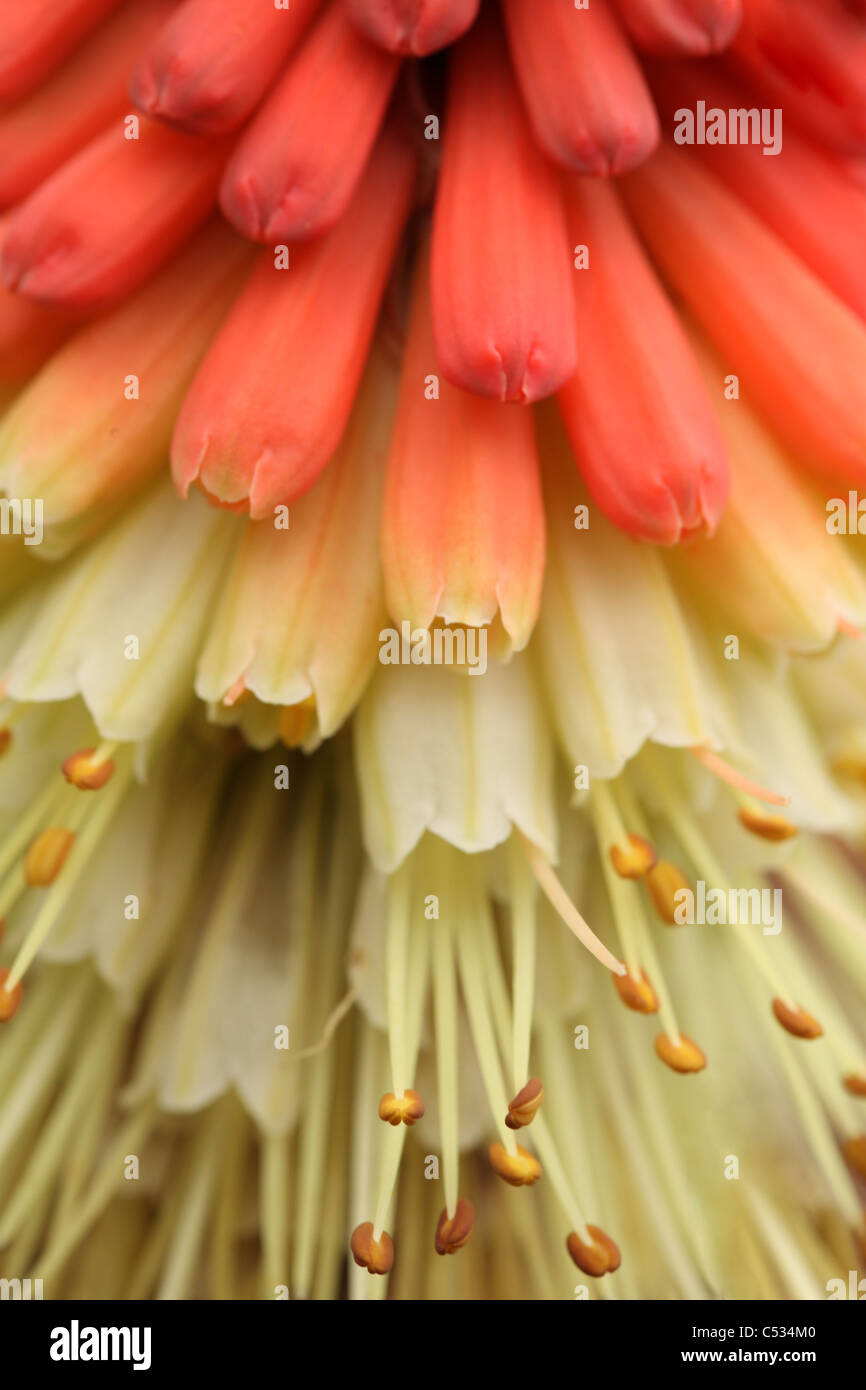 Red Hot Poker flower (Kniphofia uvaria) Jenny Bloom Stock Photo Alamy