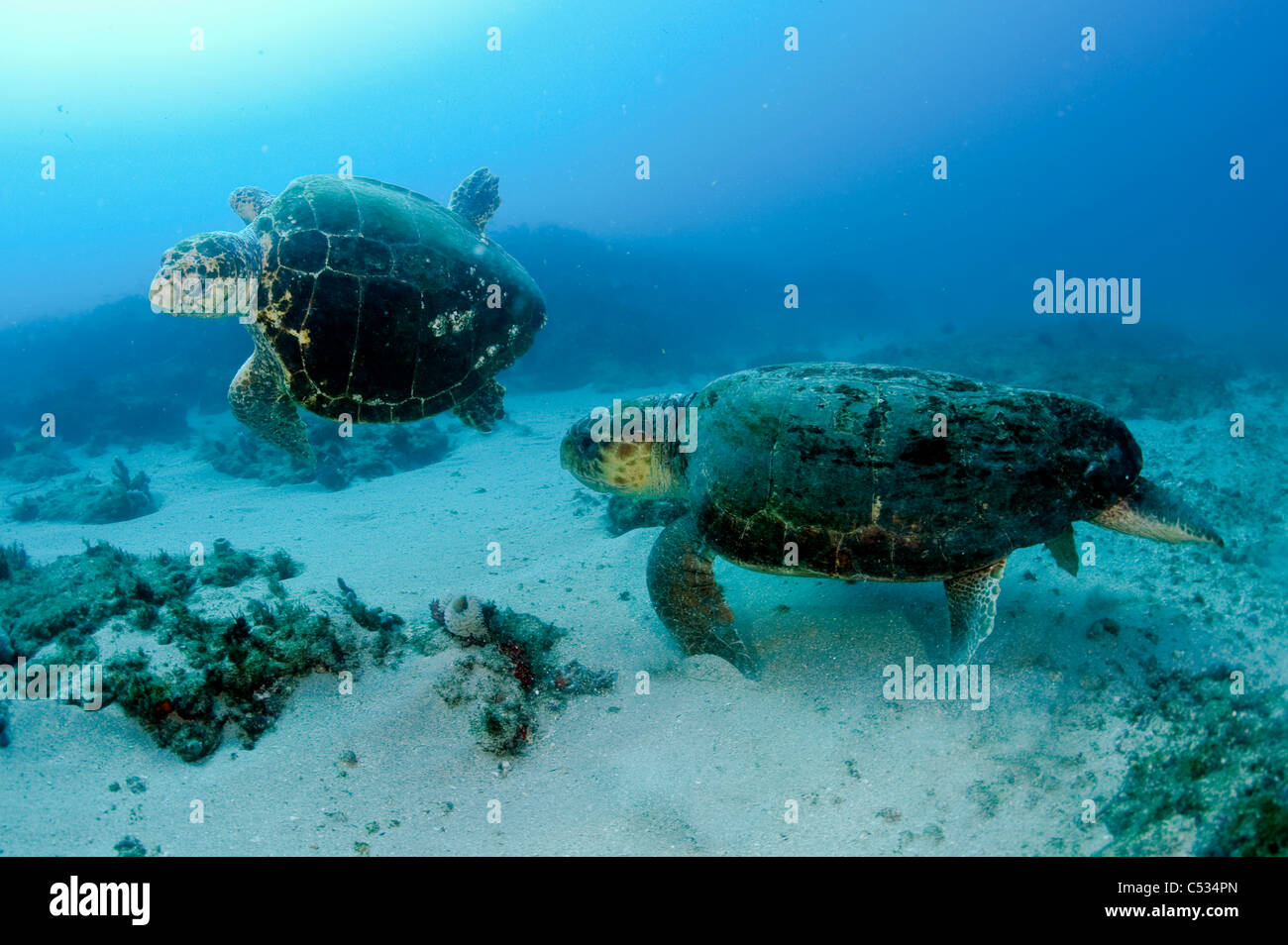 Endangered Loggerhead Sea Turtle (Caretta caretta) underwater  in Palm Beach County, FL. Stock Photo