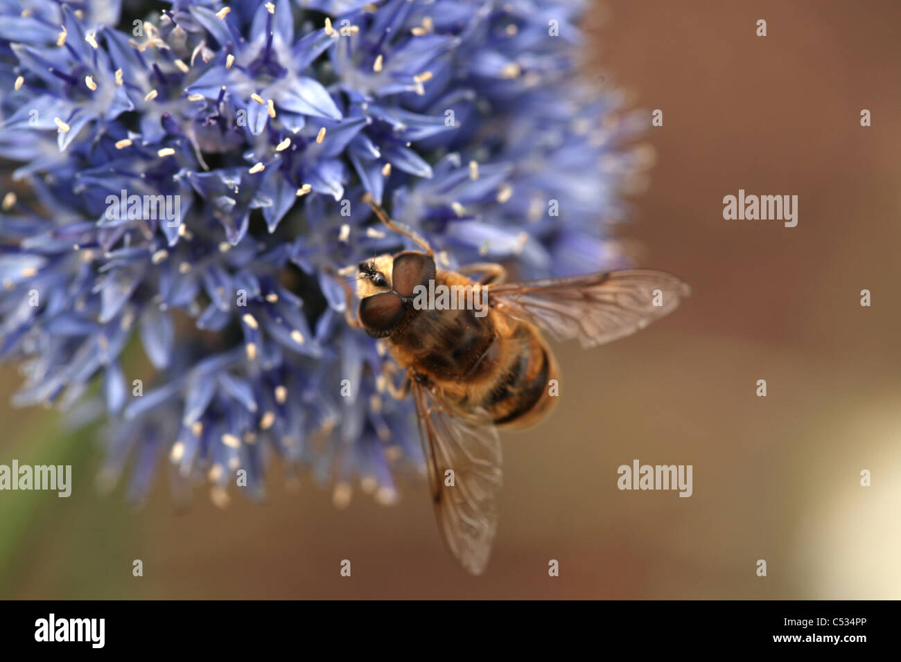 Male Hoverfly (myathropa florea) on a purple allium caeruleum, Norfolk