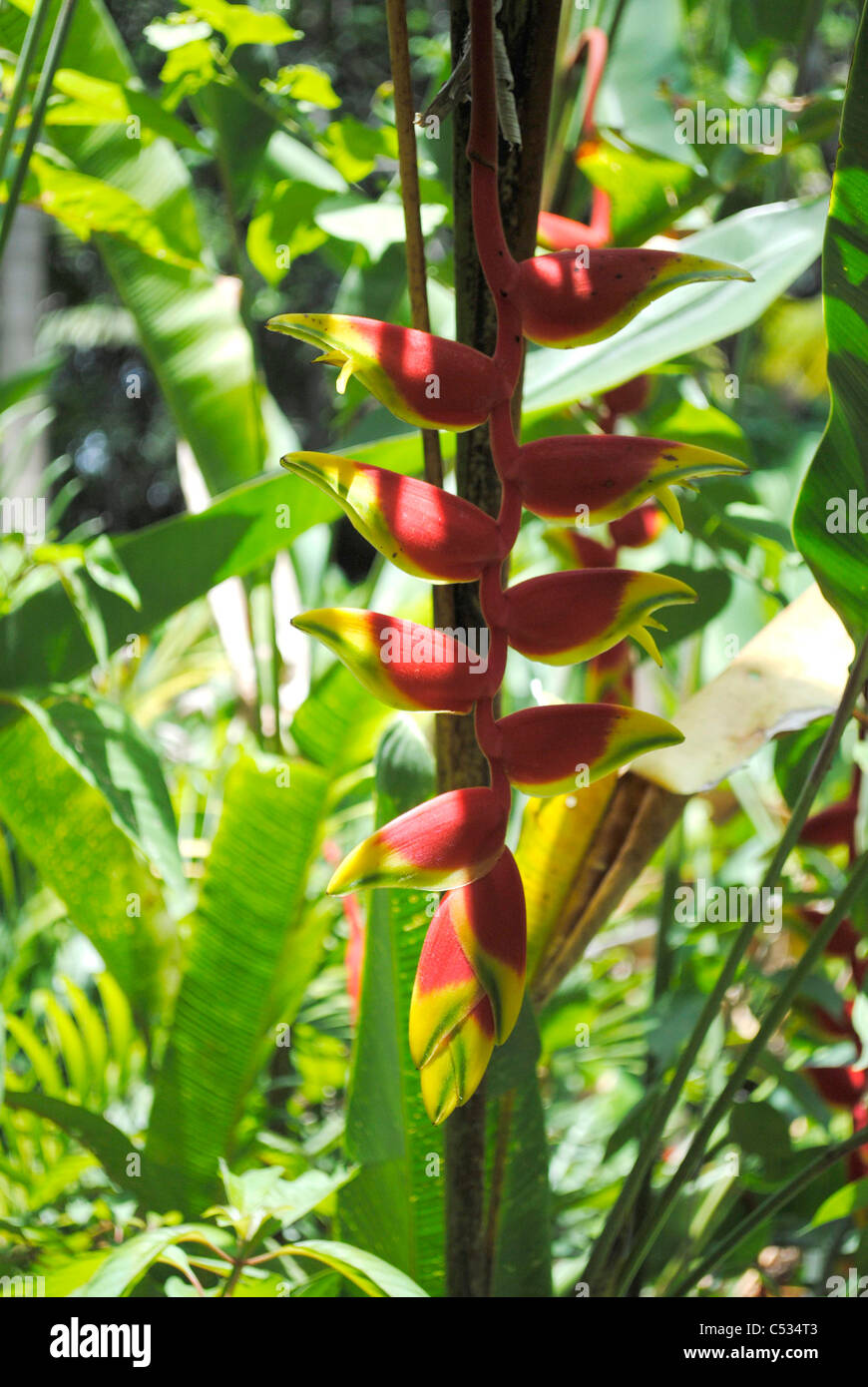 Lobster Claw Latin name Heliconia rostrata flowers Stock Photo Alamy